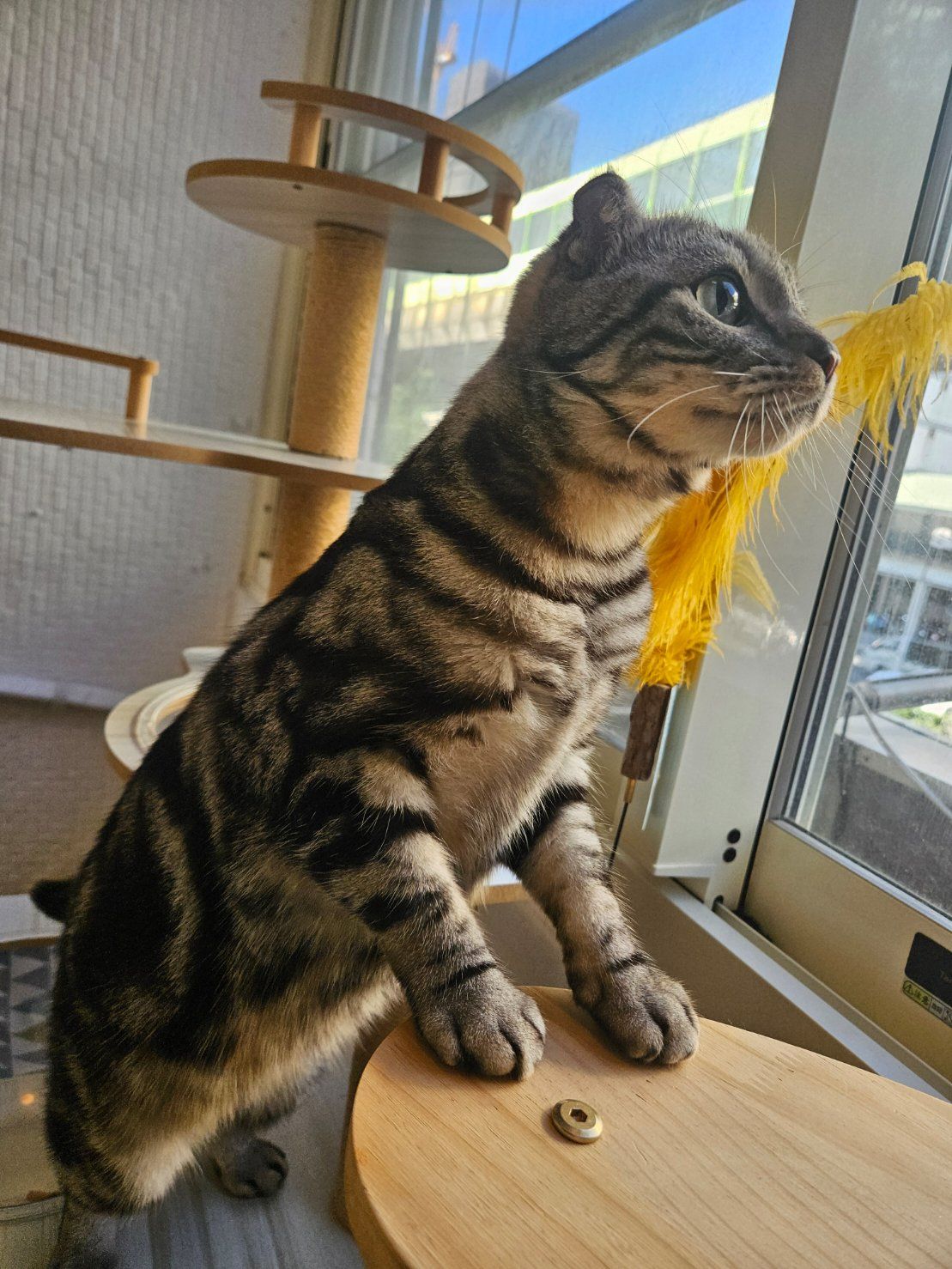 韓國領巾代購