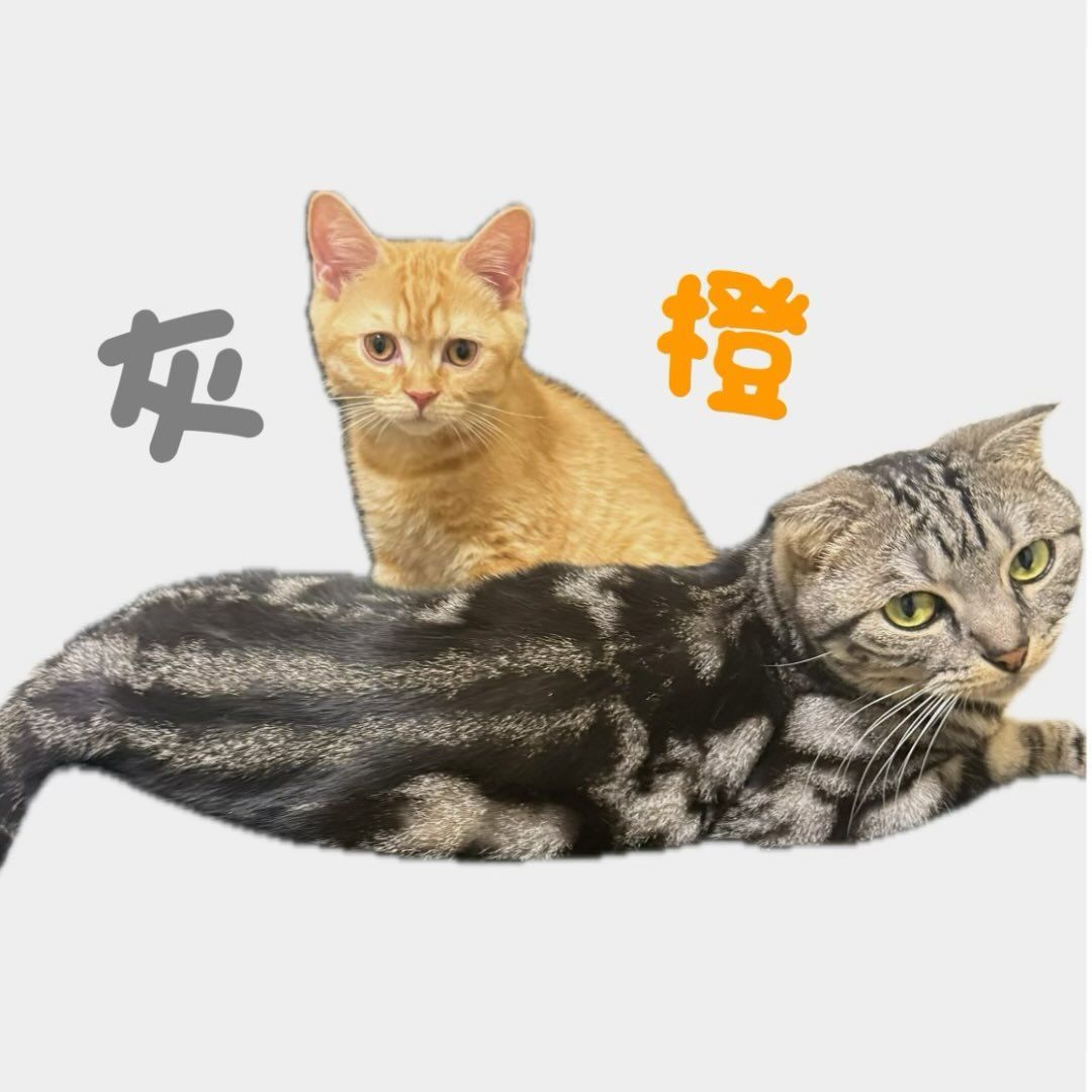 貓有話說餐包SONI