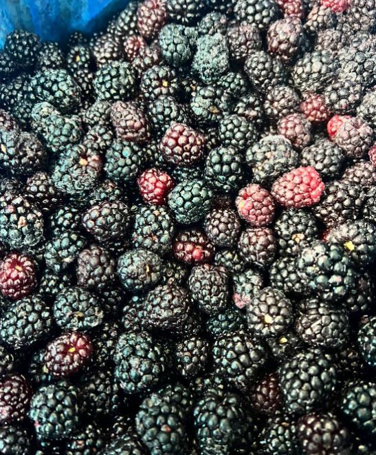 冷凍黑莓 智利 天時莓果 黑莓 FROZEN BLACKBERRY 無糖 無添加 IQF冷凍技術