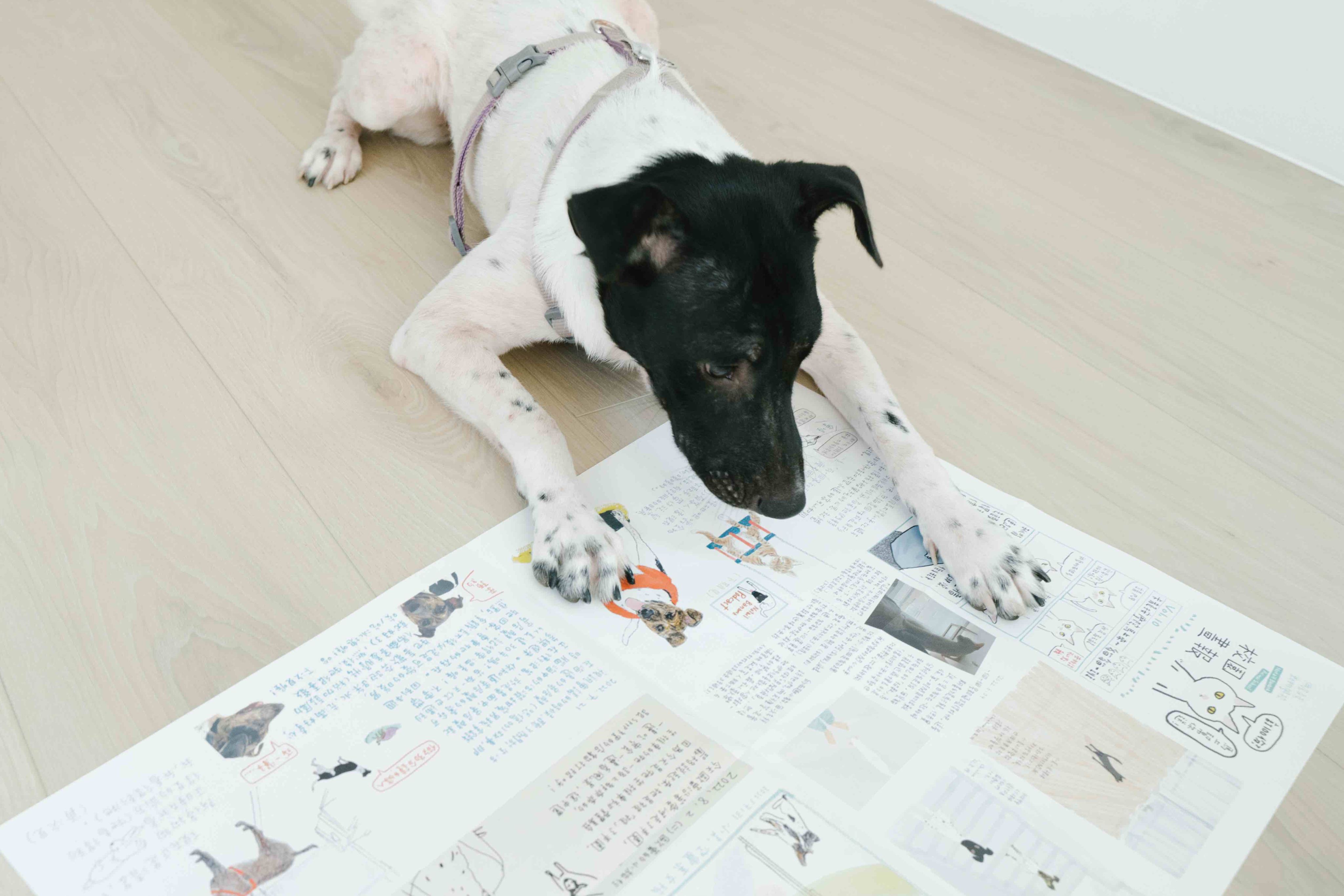 友愛一起｜校園故事畫報 含附錄x6期