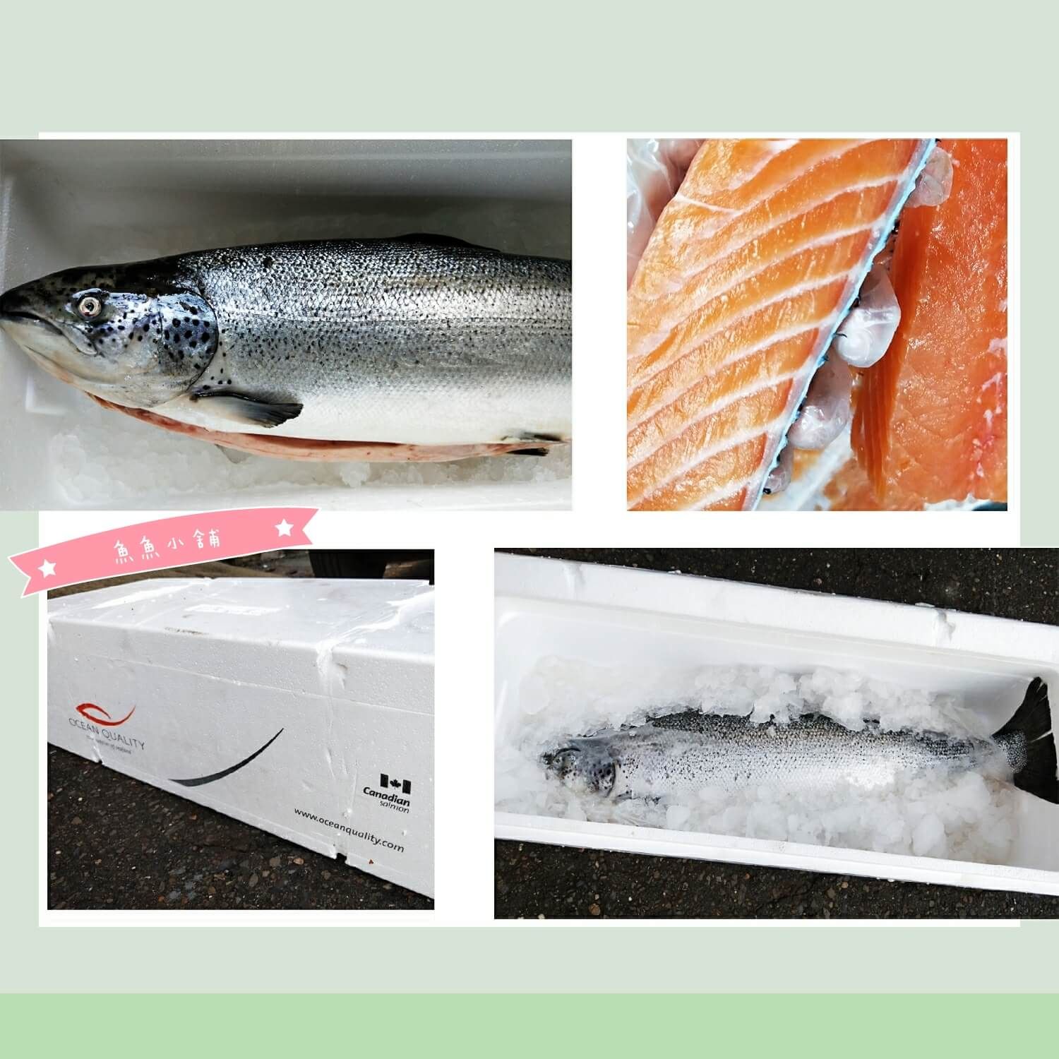 挪威鮭魚 空運
