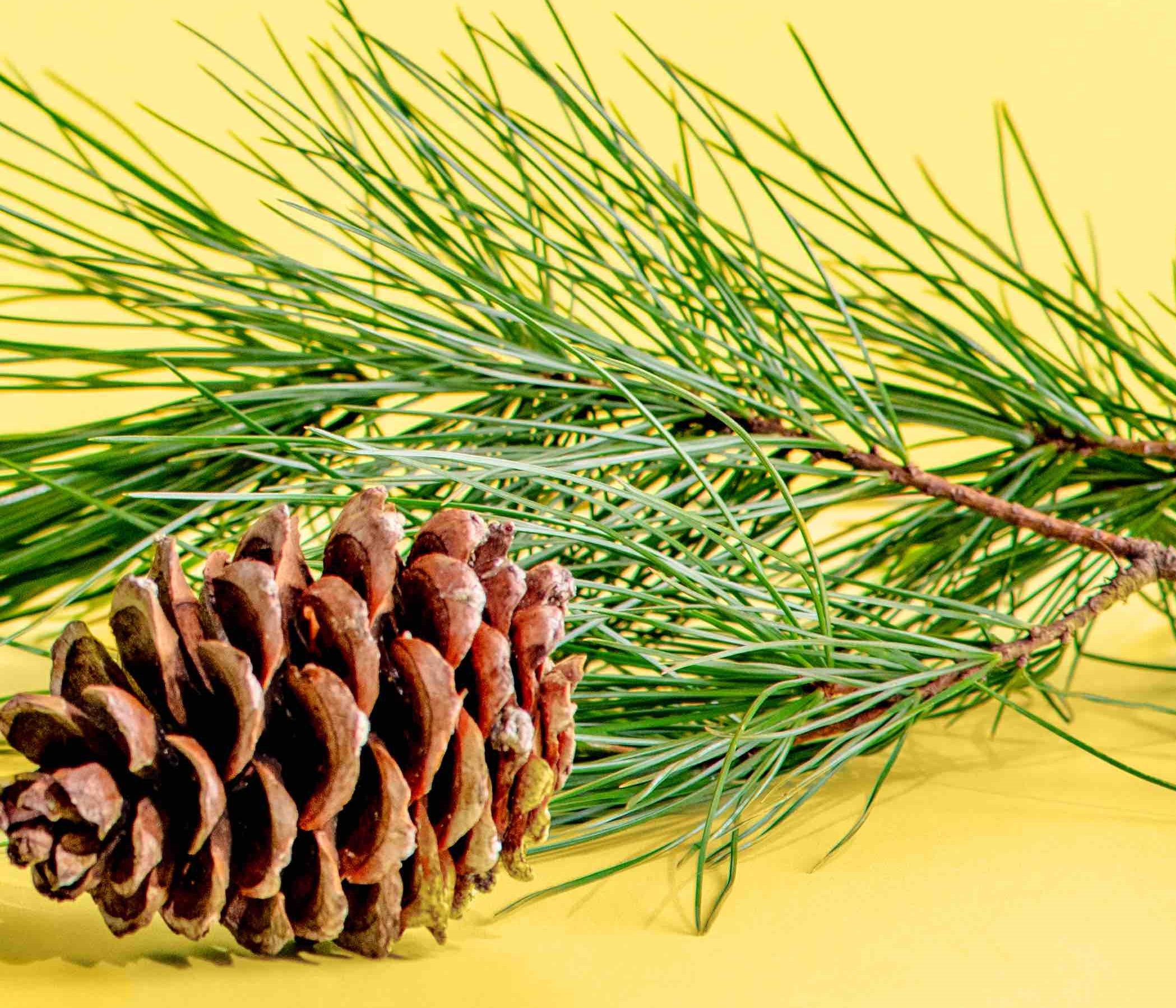 客製化營業用松針茶