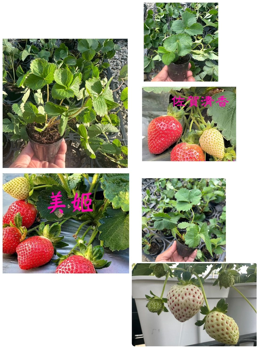 草莓苗下單區