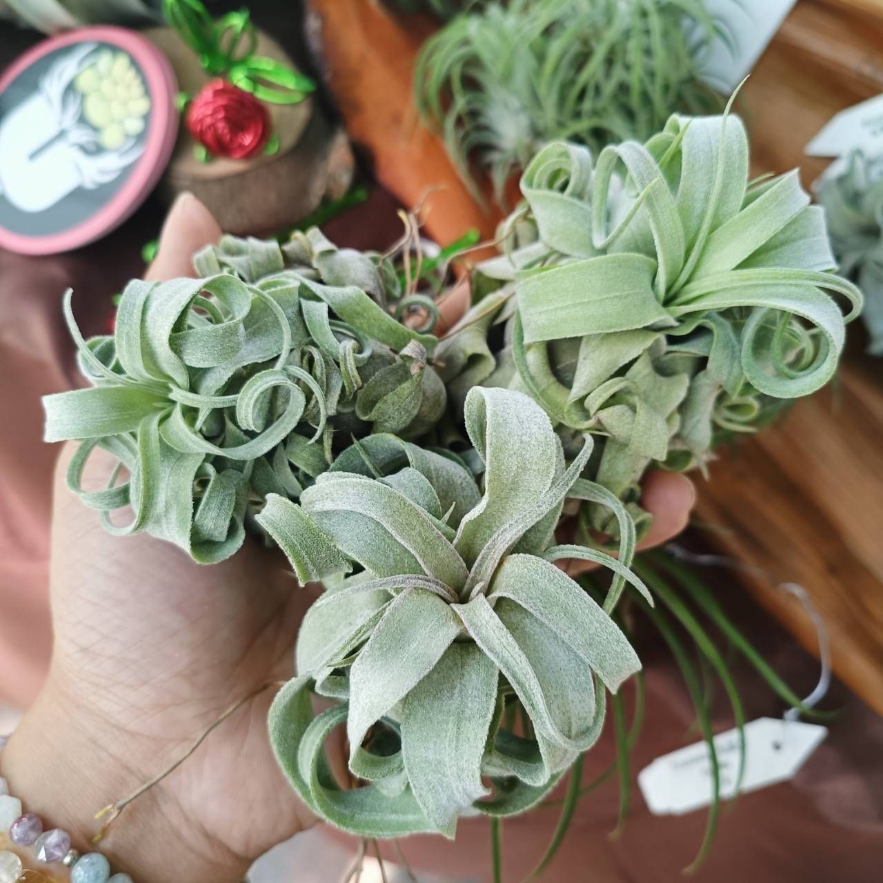 電捲（瓜地馬拉）