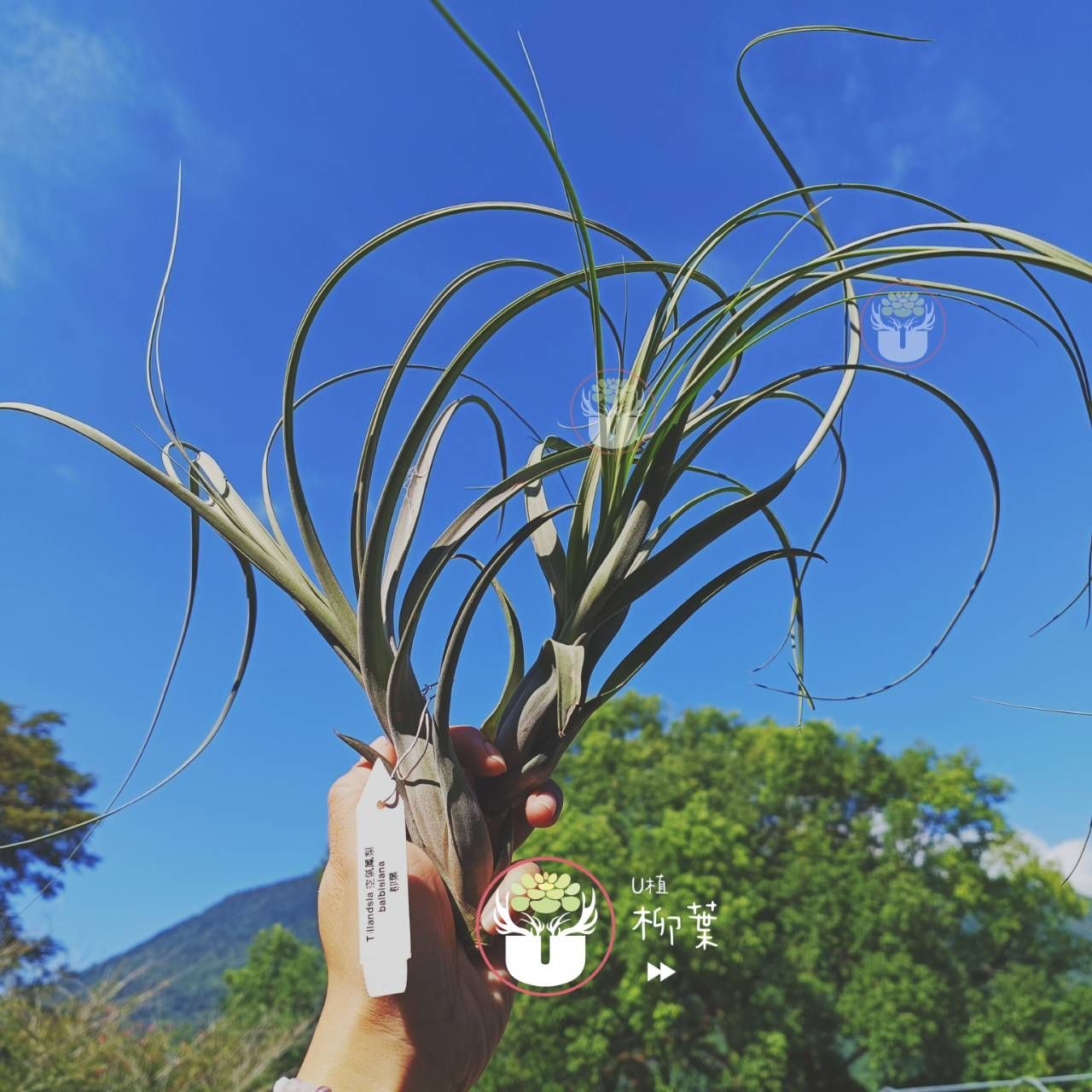 柳葉