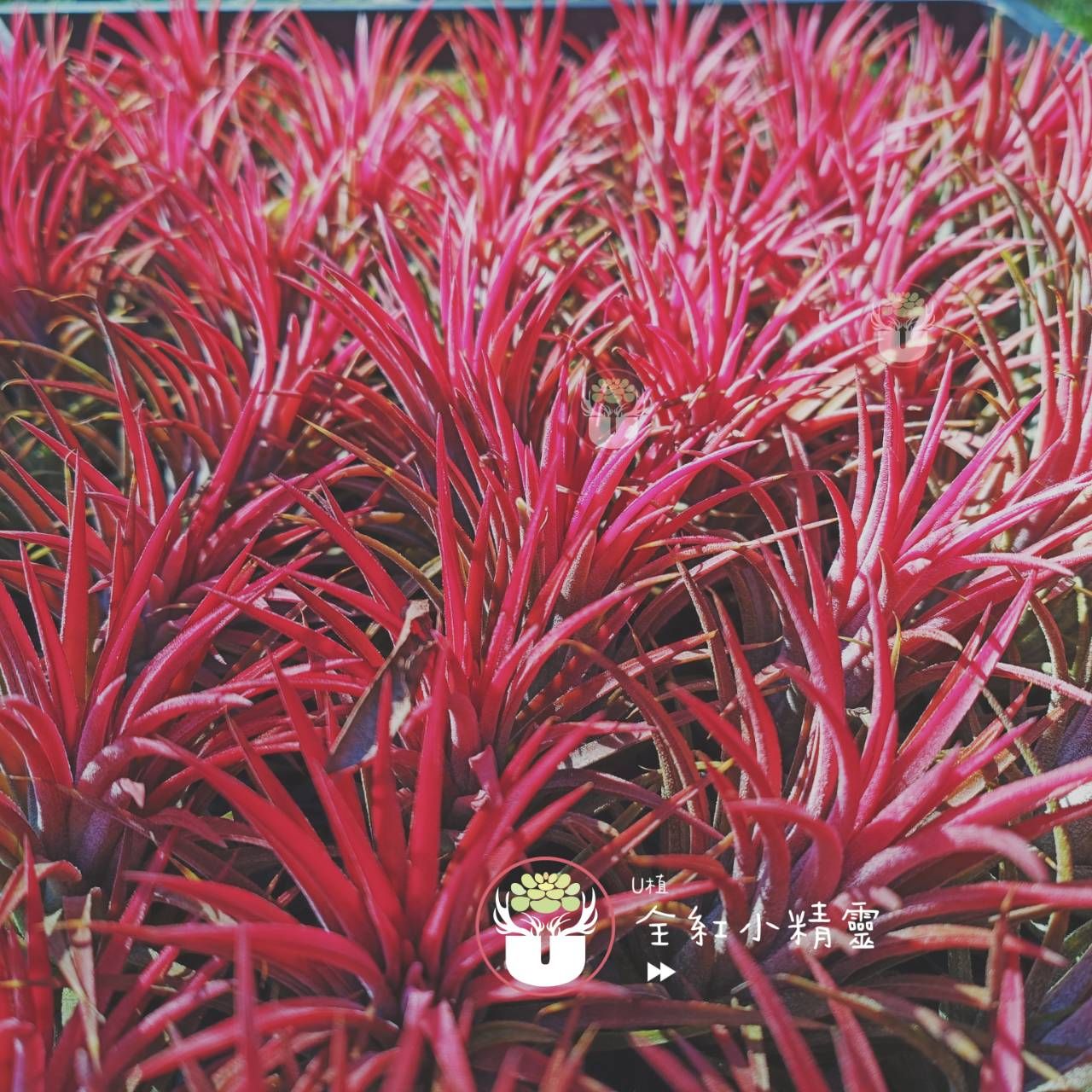 全紅小精靈
