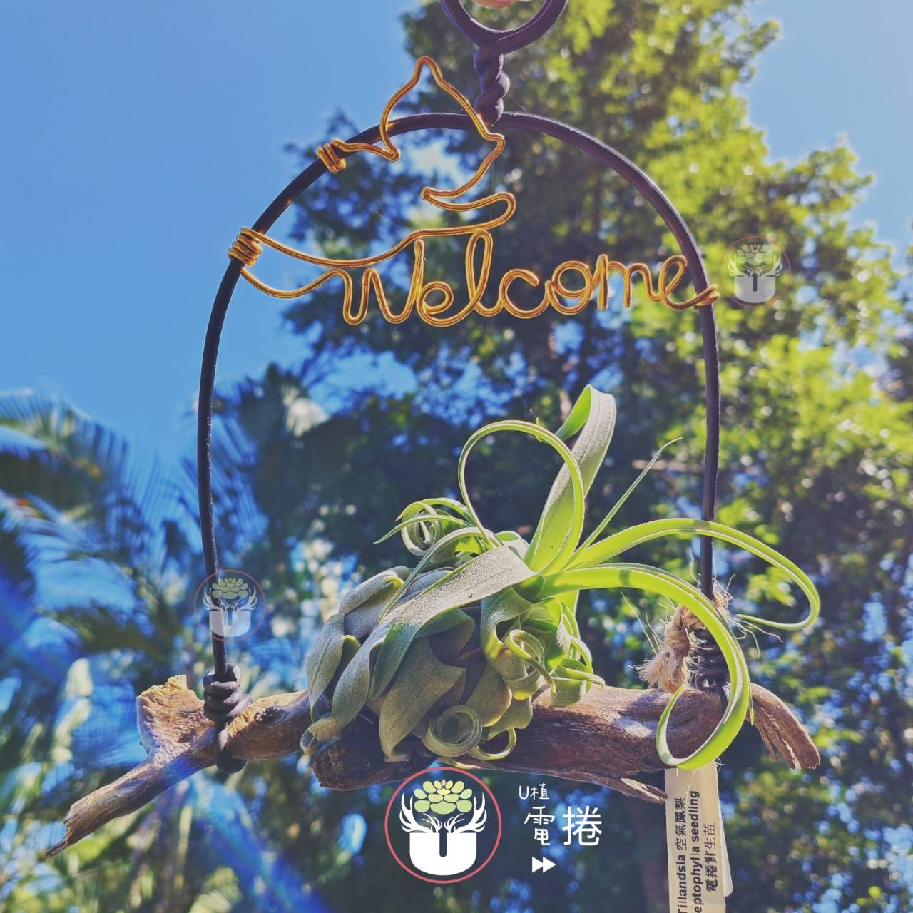 welcome電捲