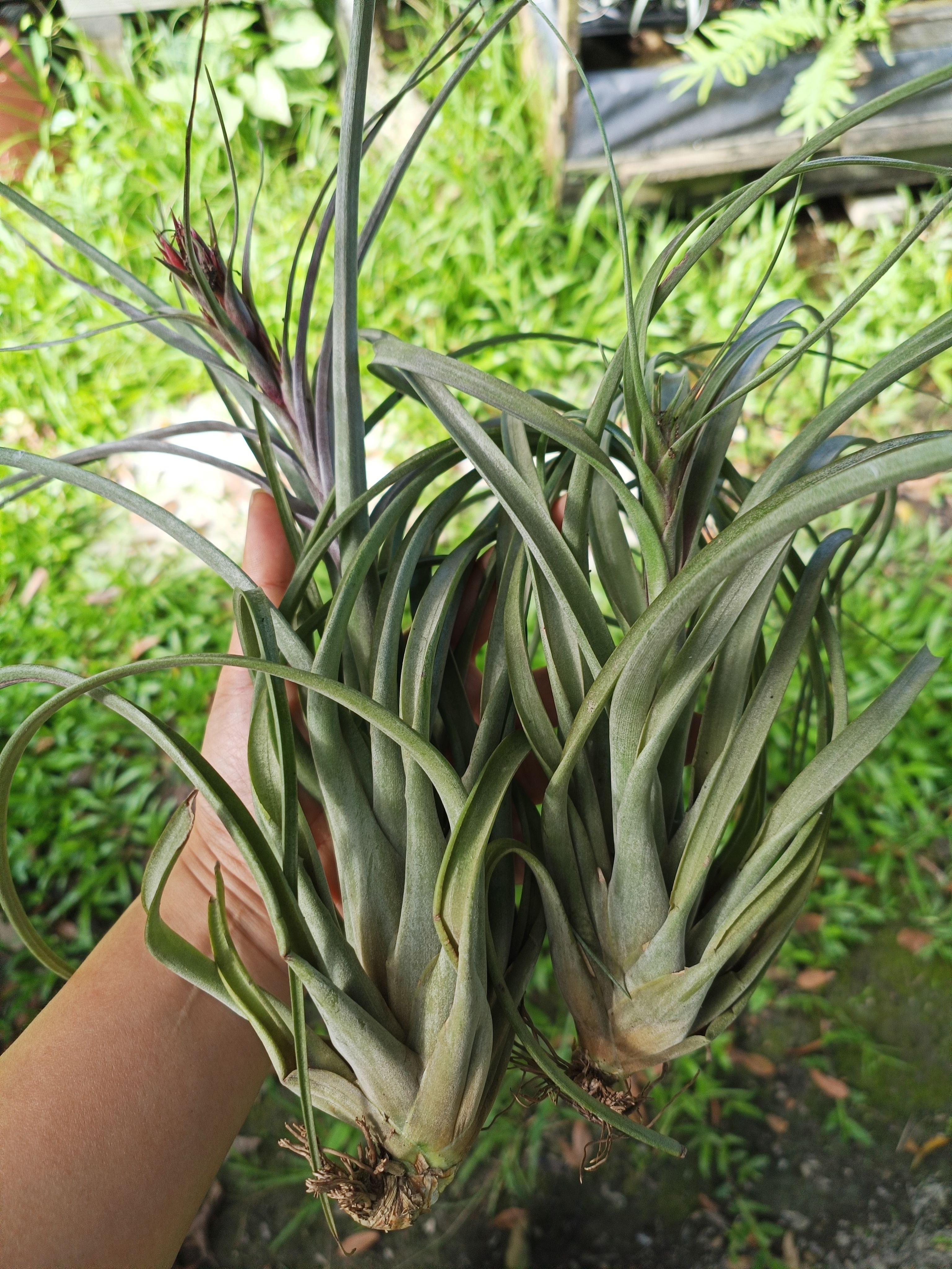 柳葉×飛牛蒂娜