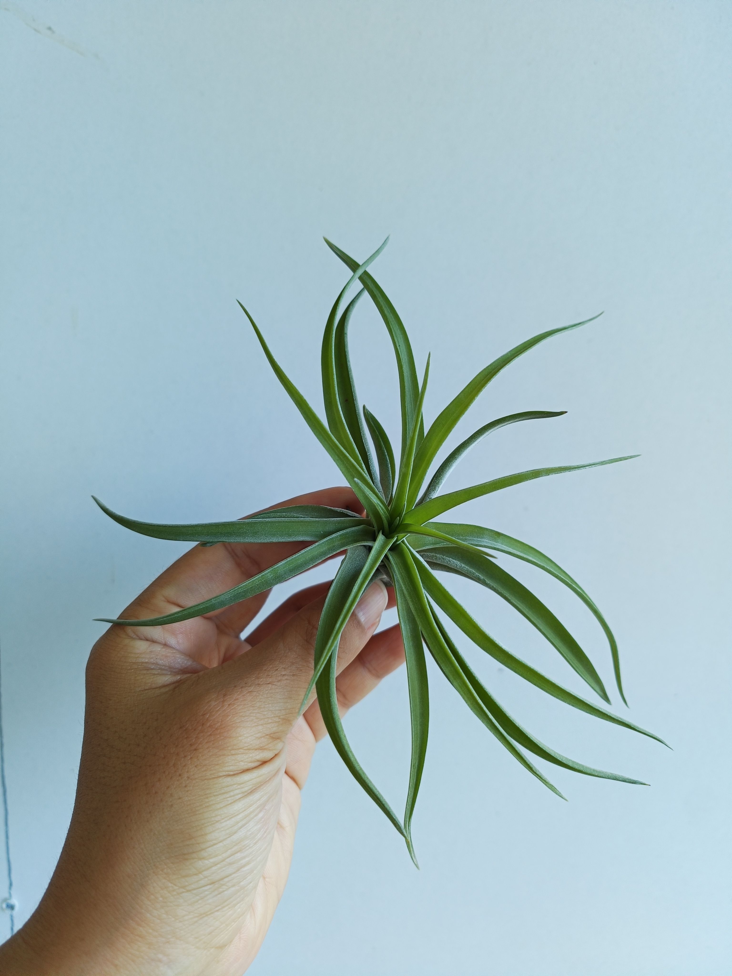 飛牛蒂娜