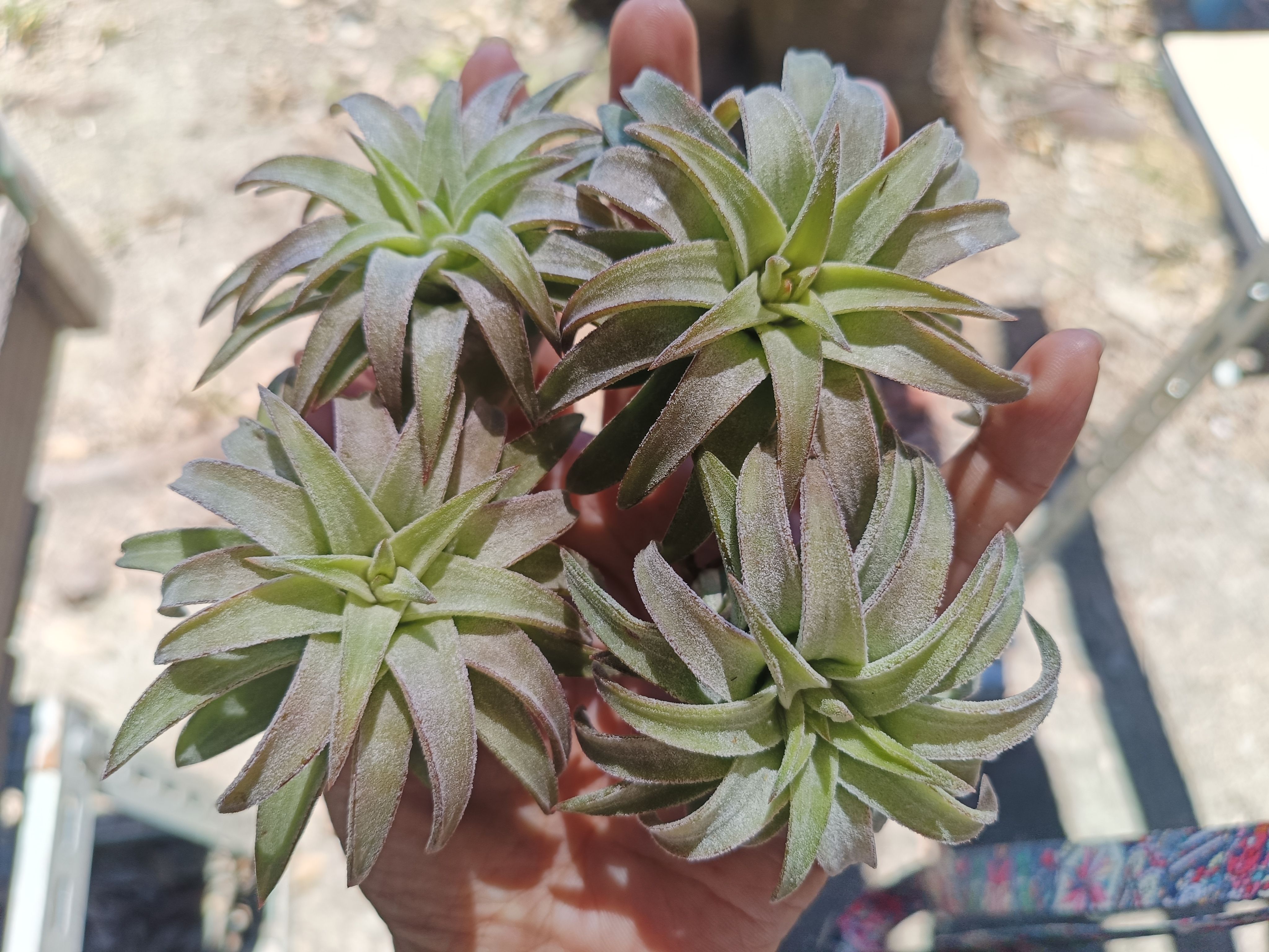 醬爆小精靈