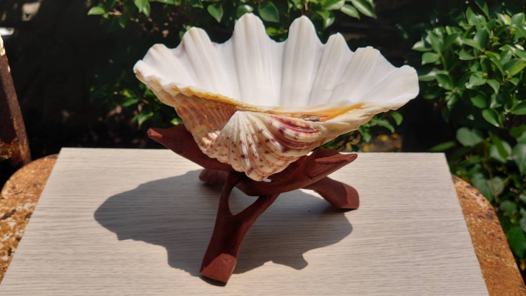 儀式用硨磲貝殼（附架）