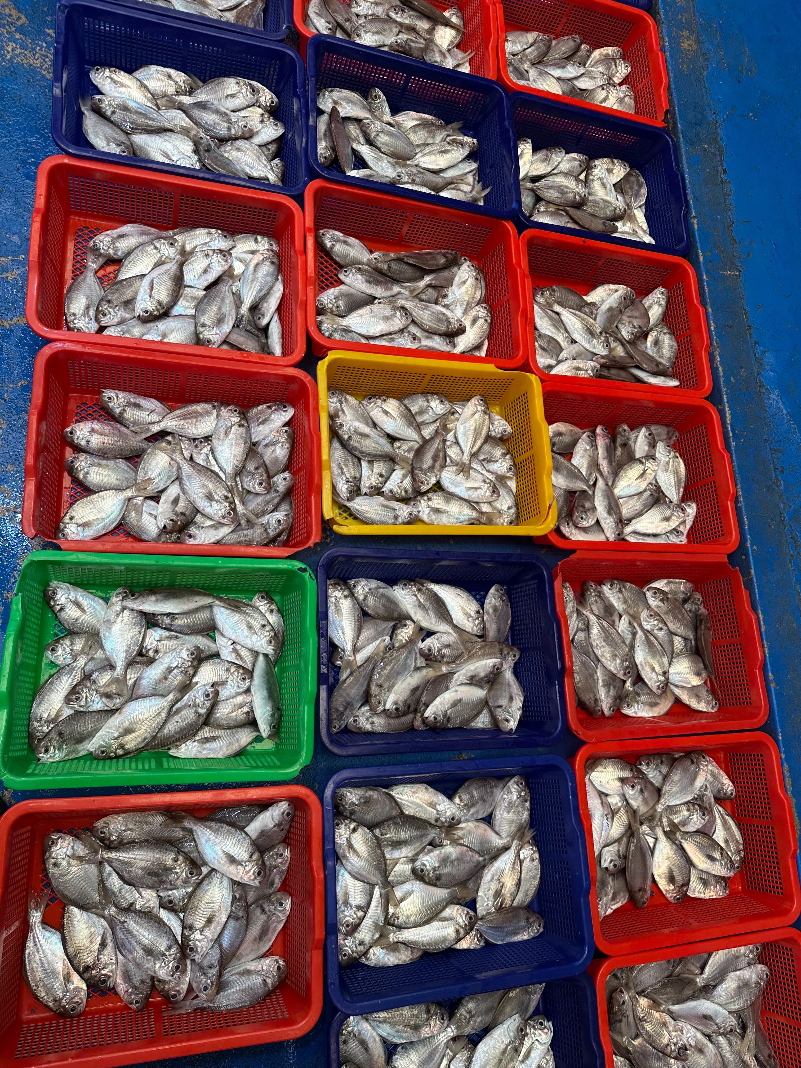 肉魚