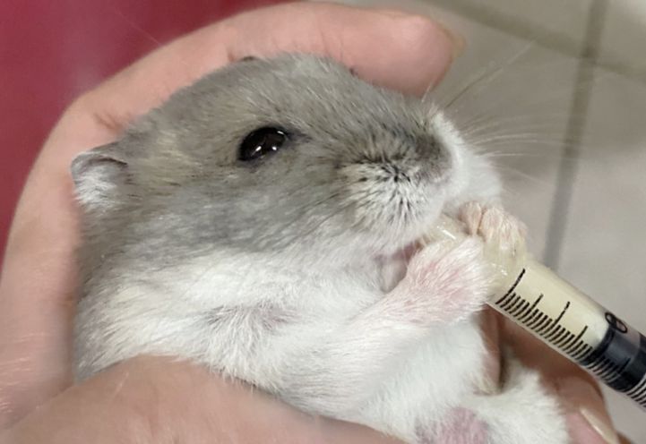 特製穀粉🐹