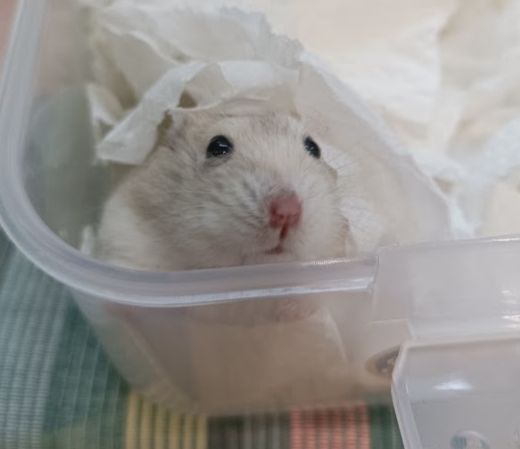 哺哺專用餐