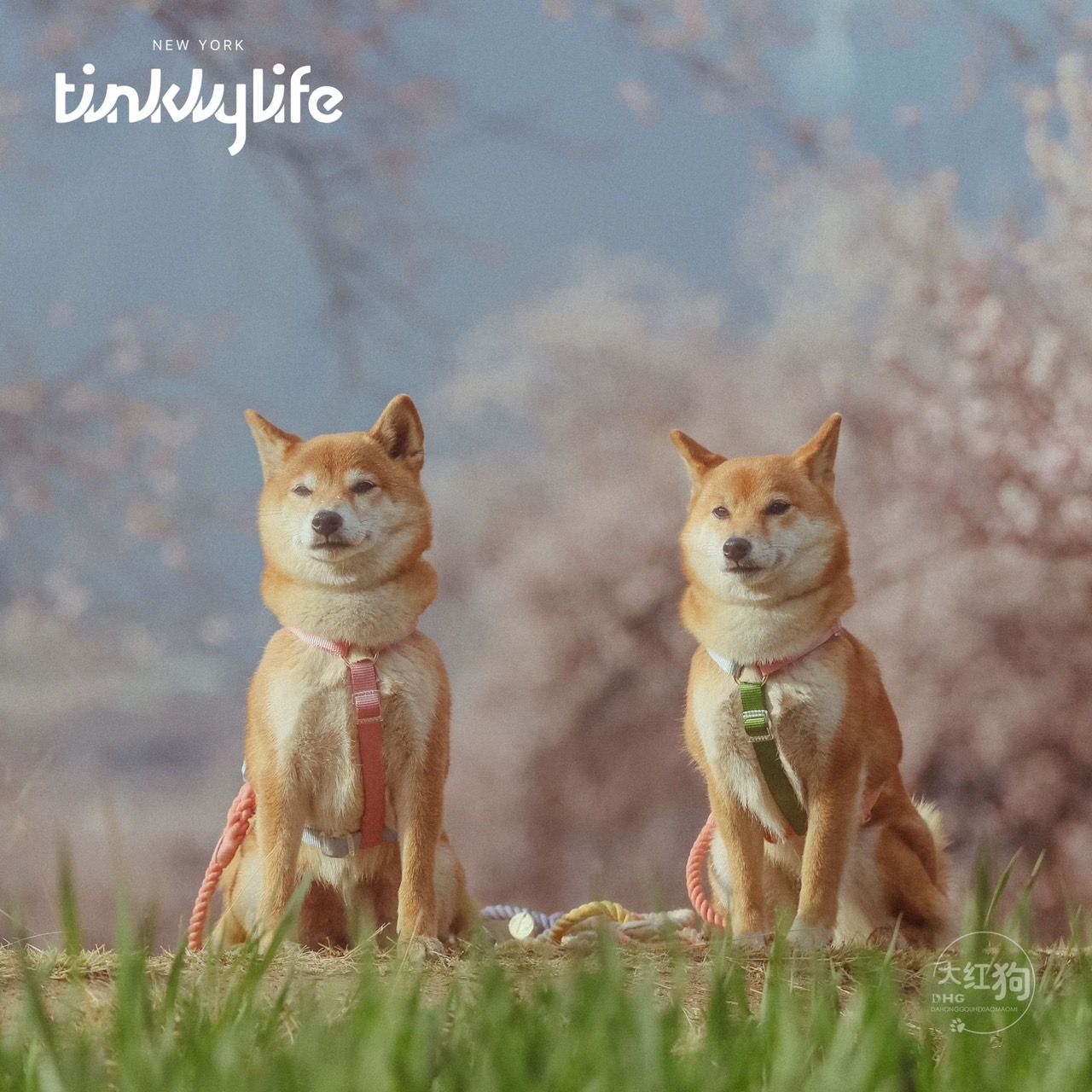 Tinklylife犬用彩虹系列胸背帶 L號