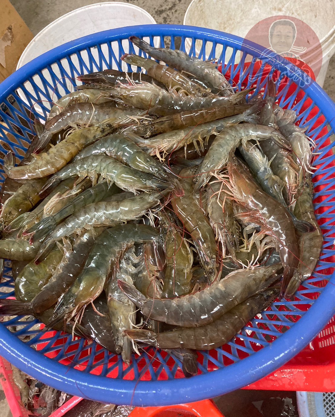 阿奇養殖｜益生菌無藥白蝦·半斤包