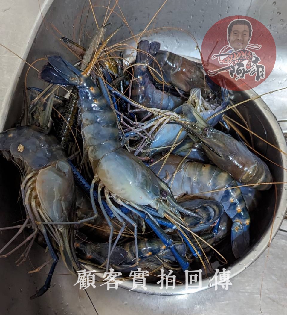 阿奇招牌｜全硬益生菌泰國蝦🇹🇼