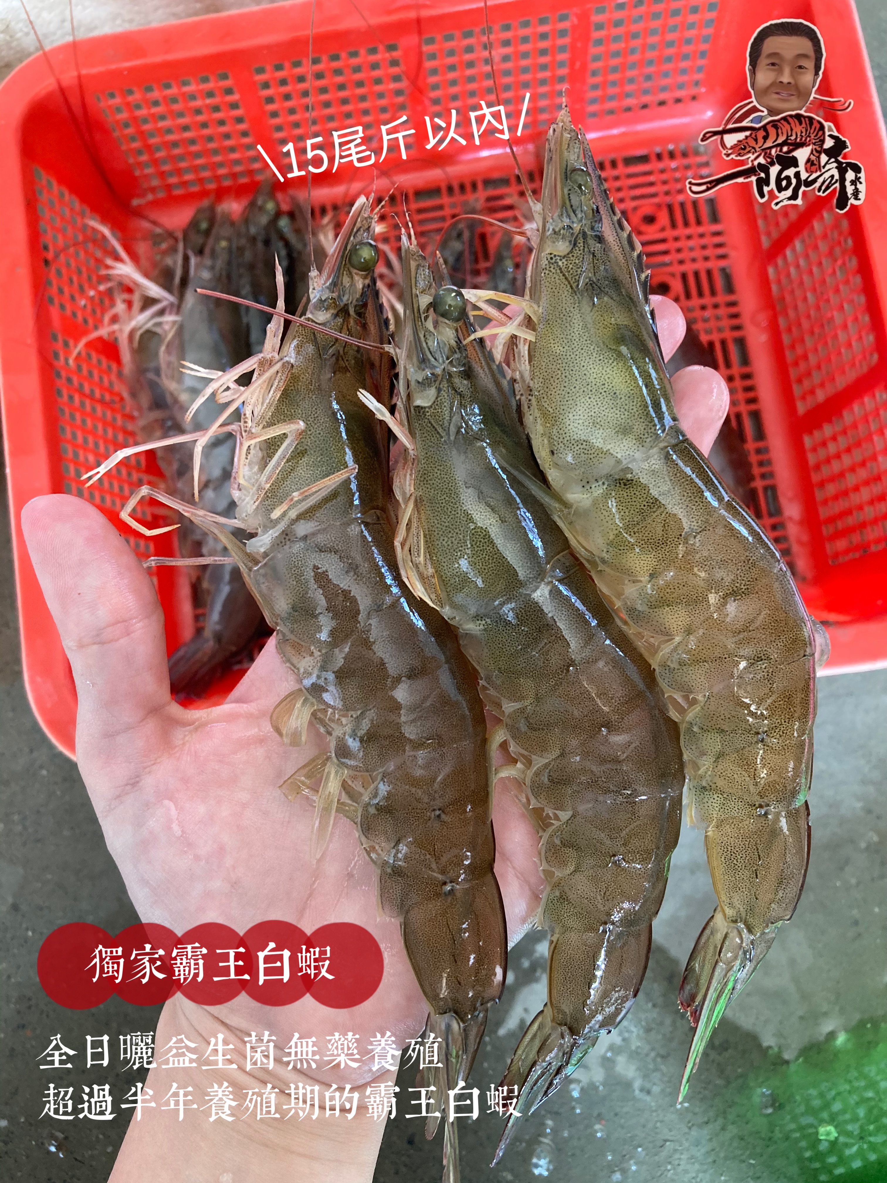 阿奇養殖｜益生菌白蝦·單斤包