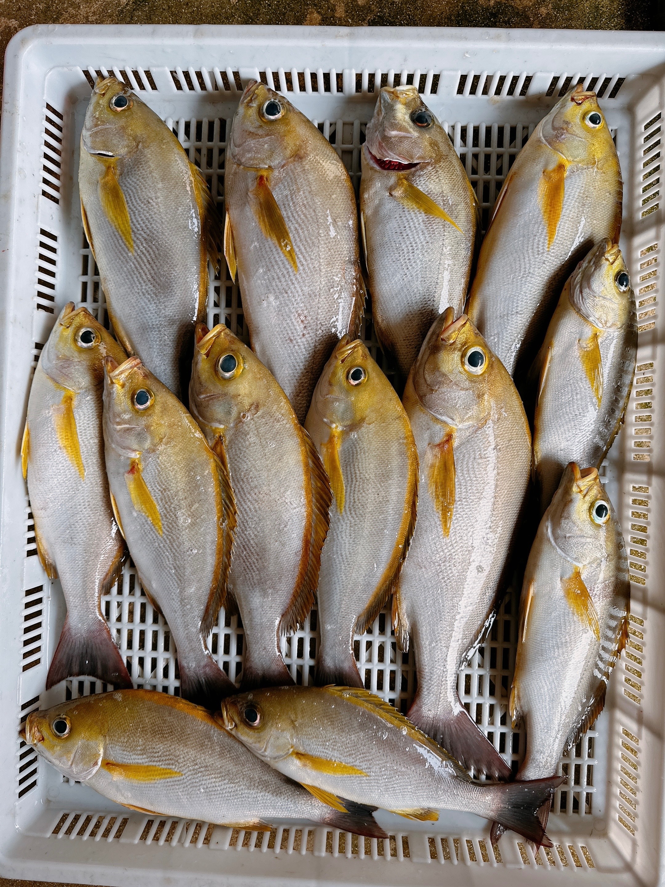 澎湖手釣野生黃雞魚