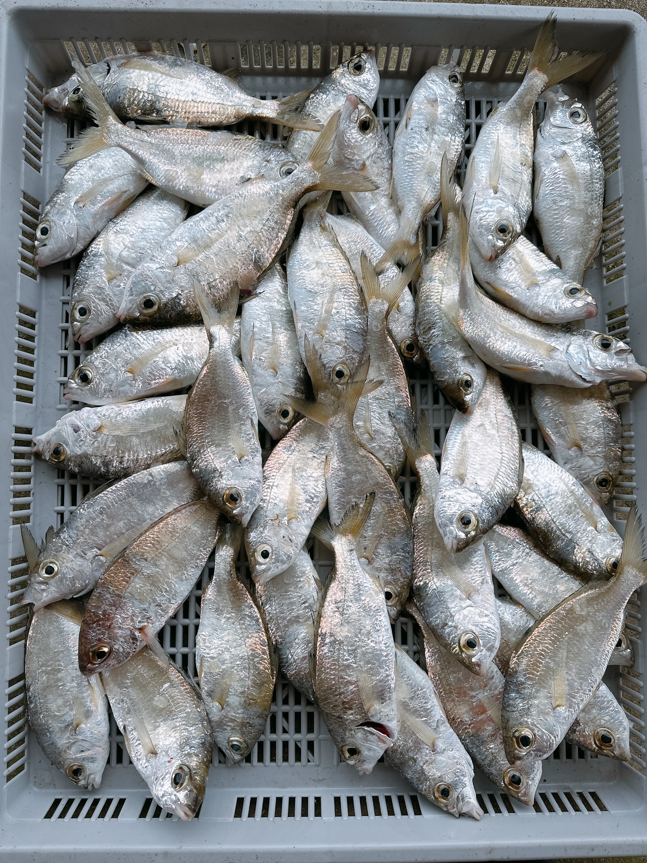 澎湖野生哇米魚