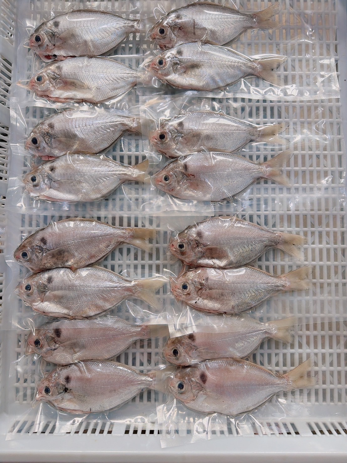 澎湖野生大肉魚
