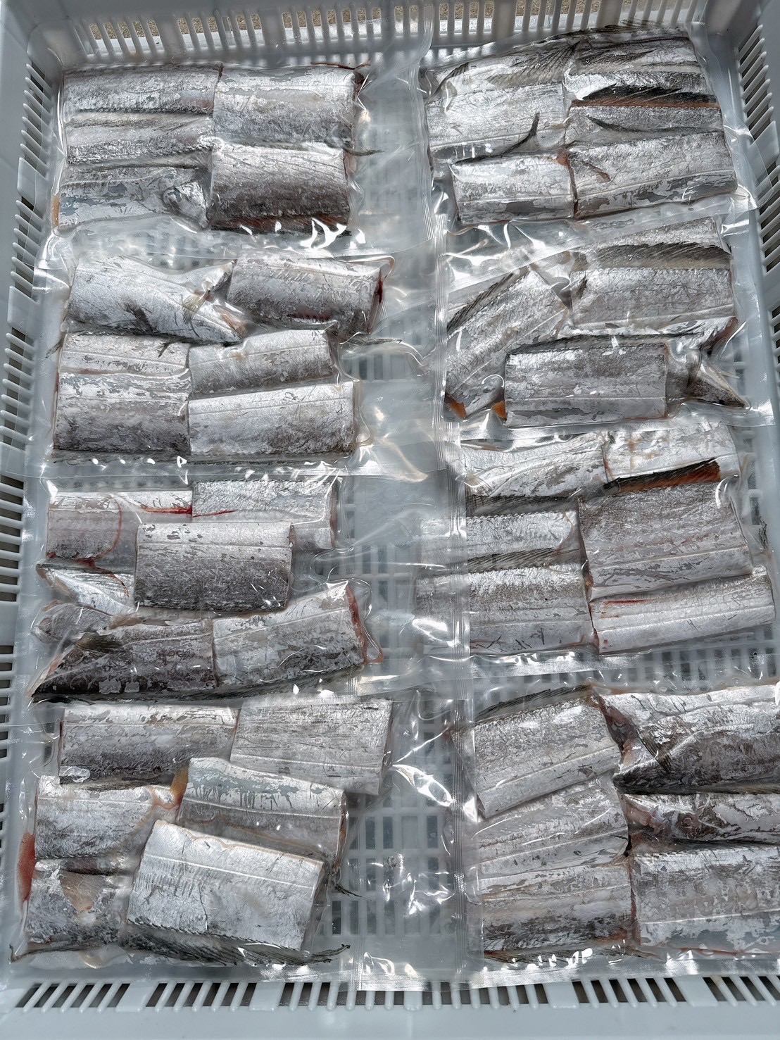 澎湖野生白帶魚