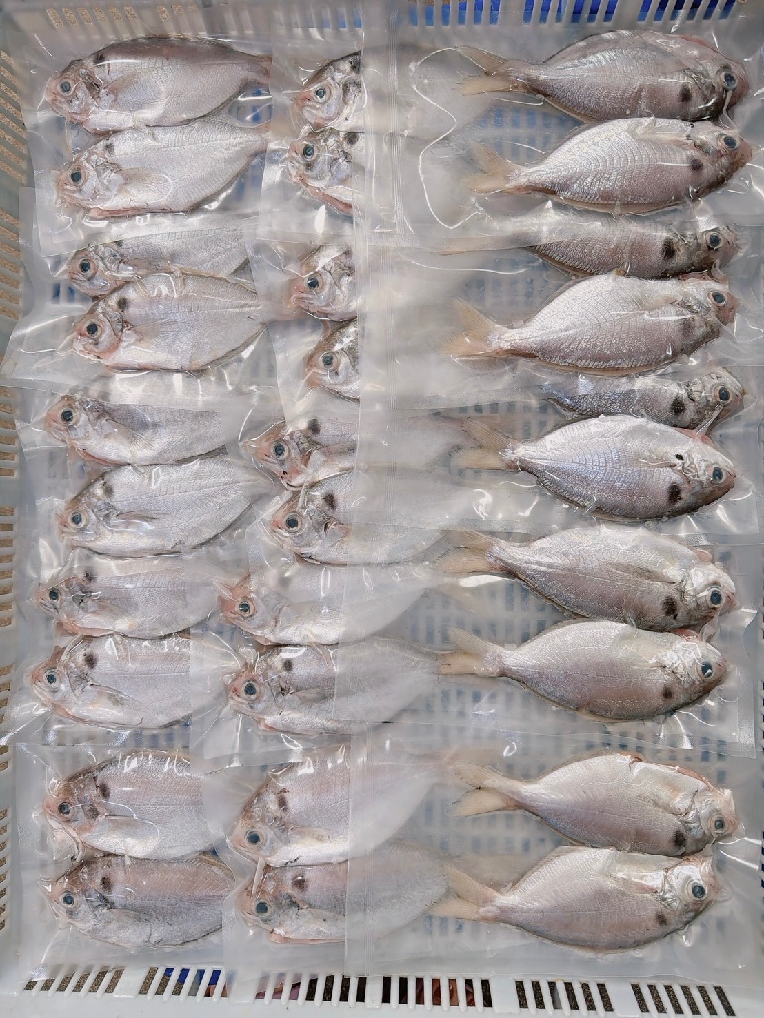 澎湖野生肉魚
