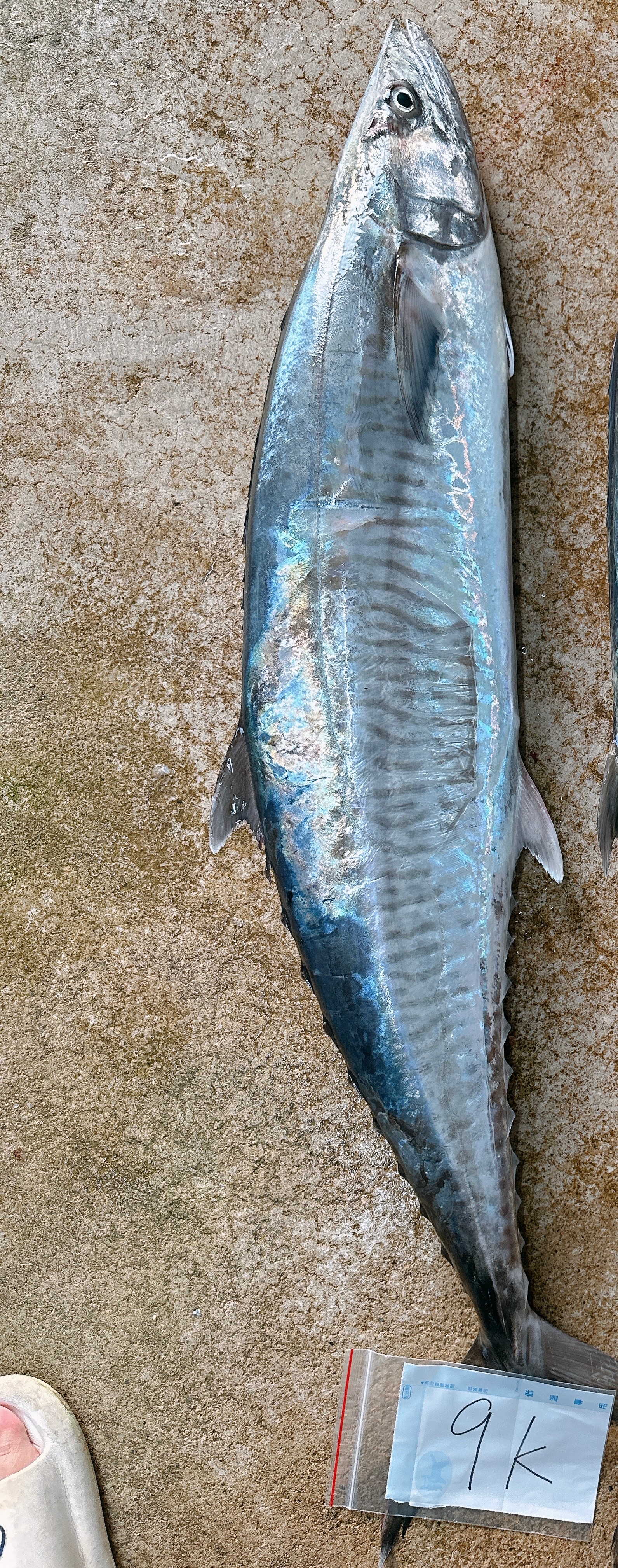當季最肥美的澎湖北海手釣土魠魚（輪切組合）