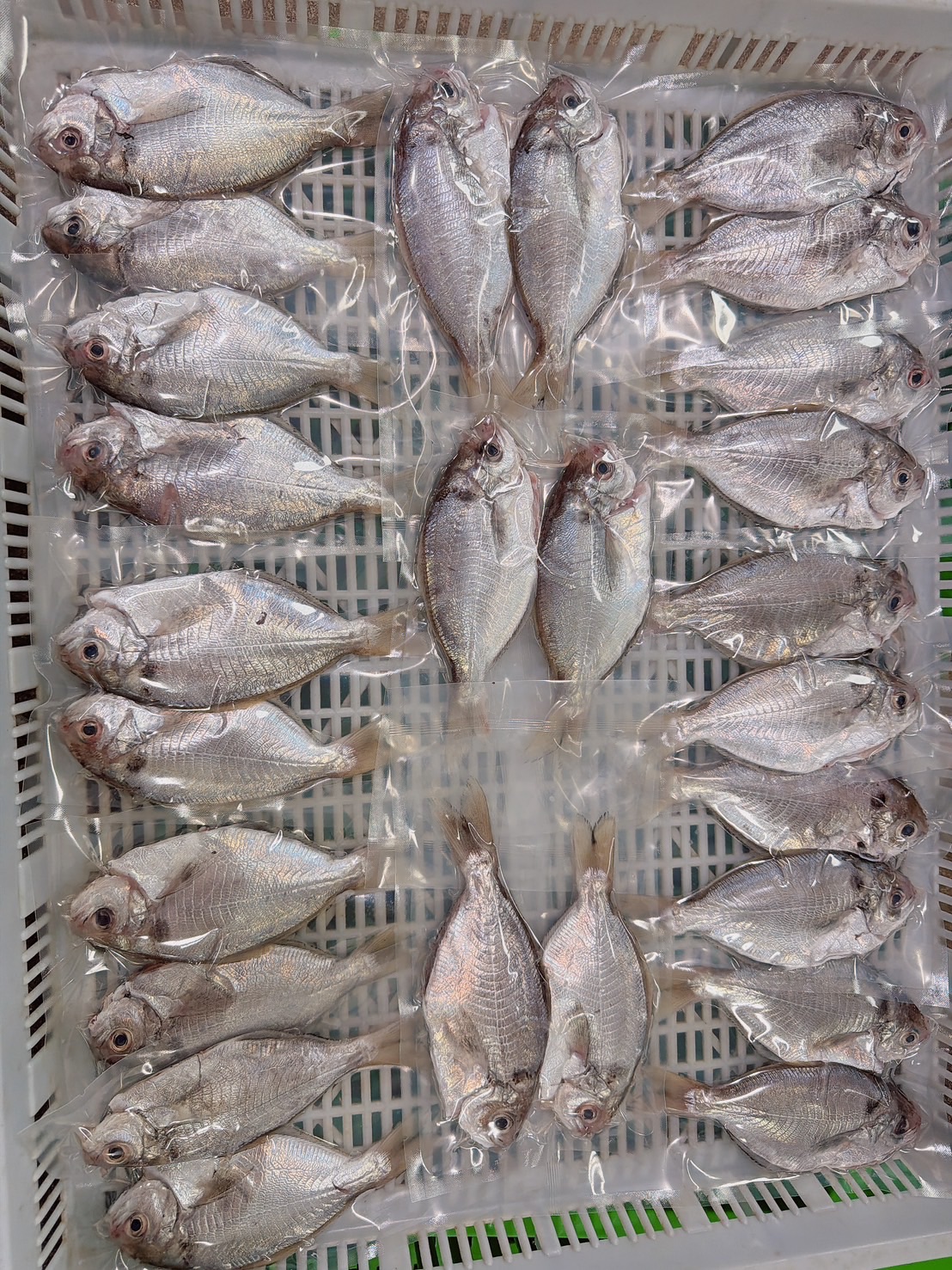 澎湖野生肉魚