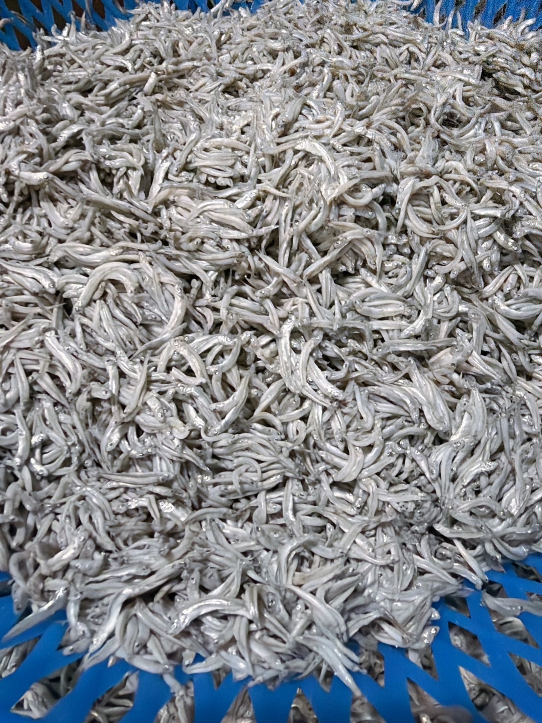 自家漁船🐟澎湖赤崁手撈熟特小扁魚🐟