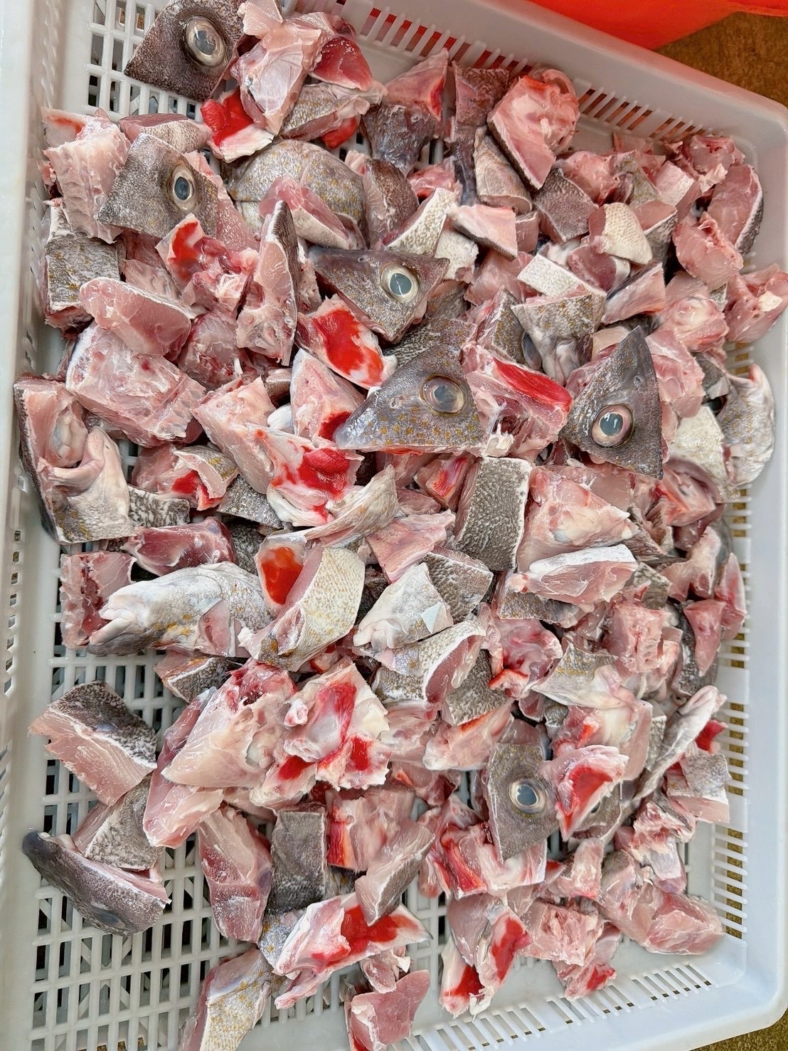 澎湖野生加志魚塊🐟