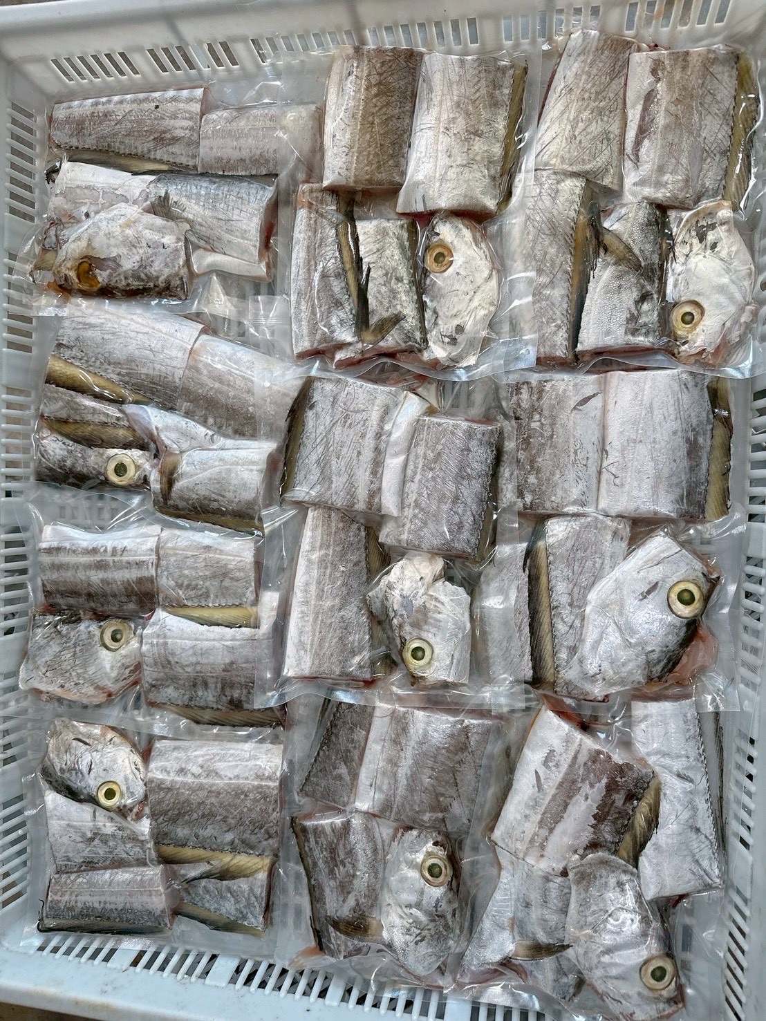澎湖野生大油帶魚🐟