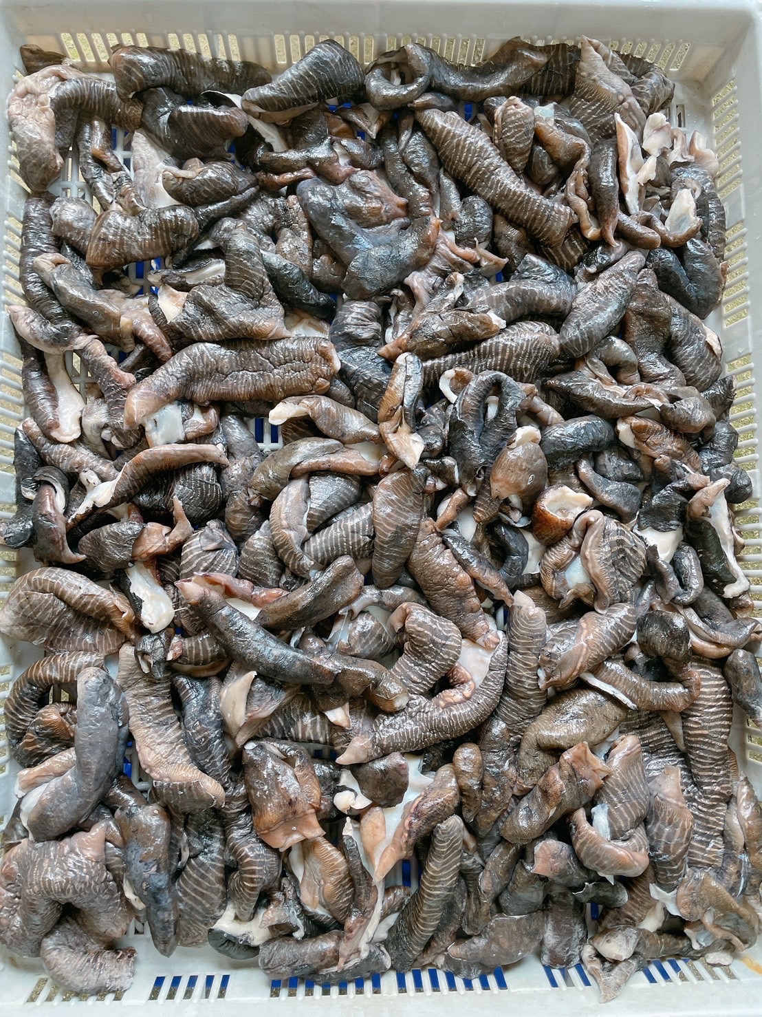 澎湖海香菇🦑