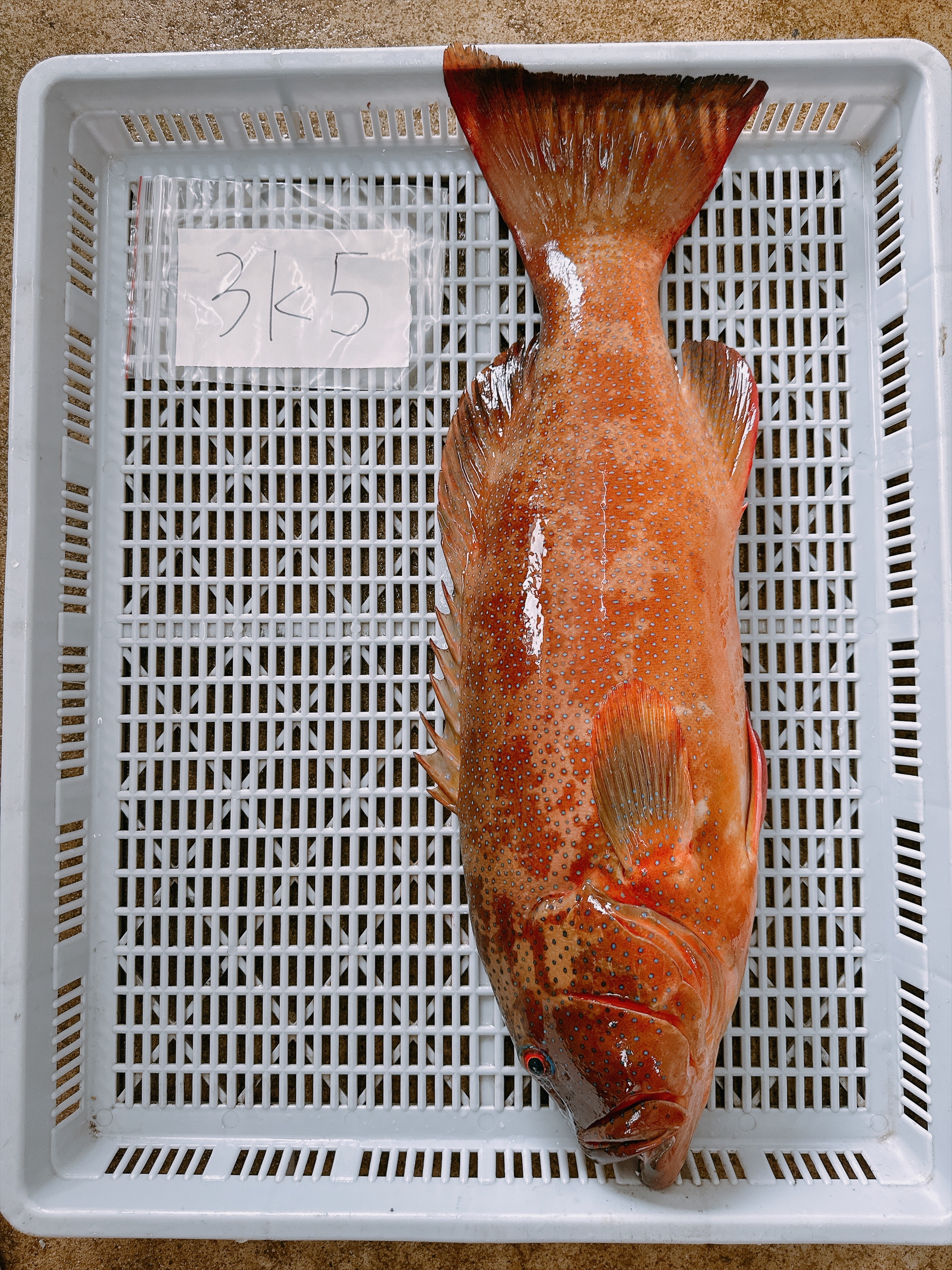 澎湖手釣野生大紅條（鰷）🎣