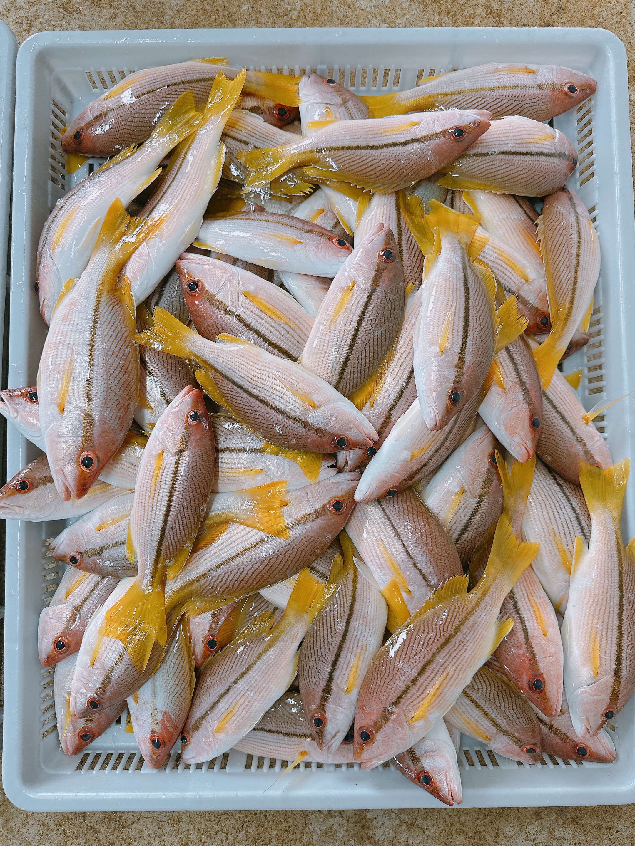 澎湖野生手釣赤筆魚🐟