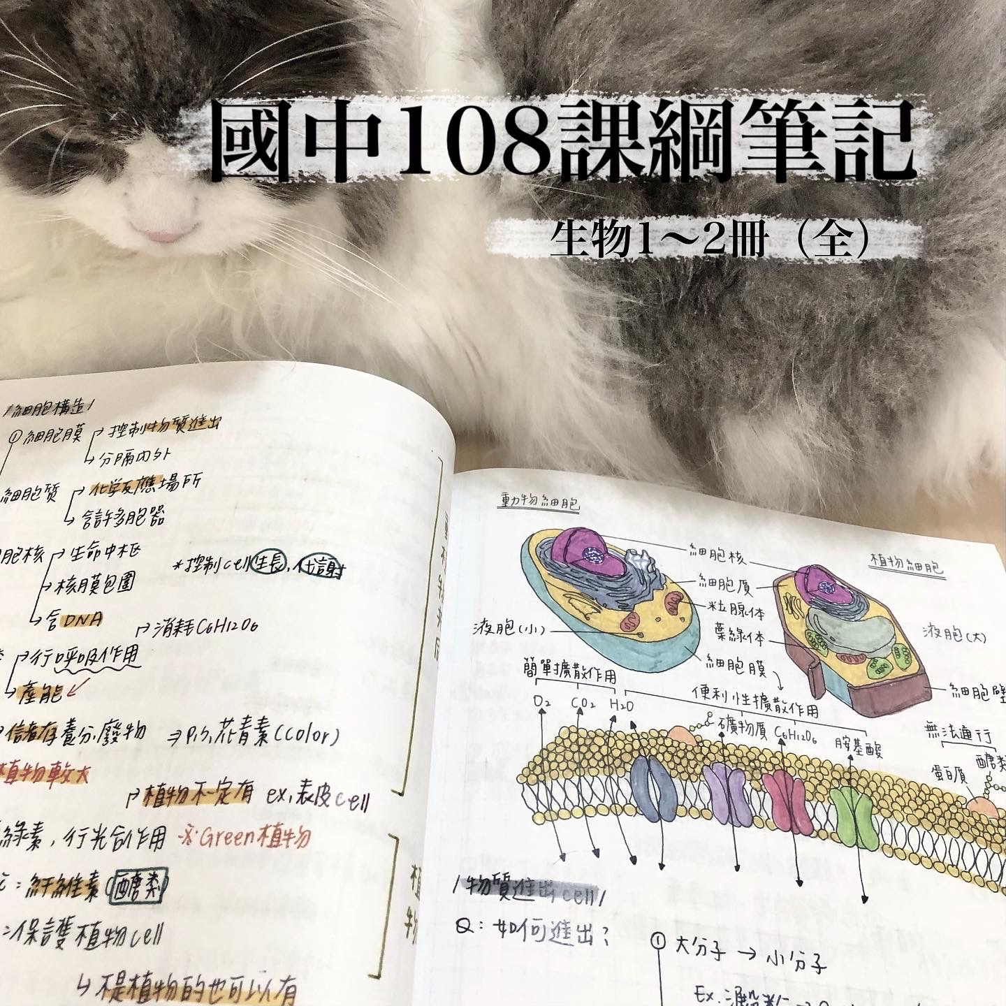 113會考筆記｜資優班｜108課綱🍪｜生物全（彩色）圖示/表格/考點/心智圖｜Mei梅