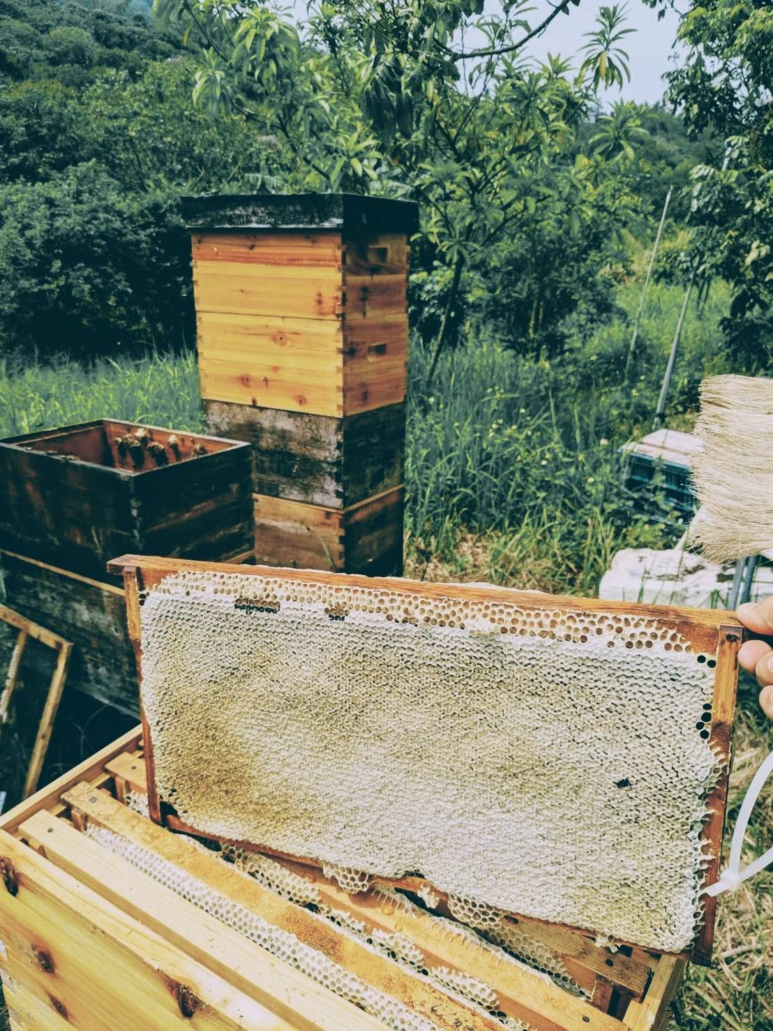 【友蜂農牧】春季友善生蜂蜜 2025（14支）（蜜蟲分離/自然熟成/無加工/全素食可）＜點擊看資訊＞