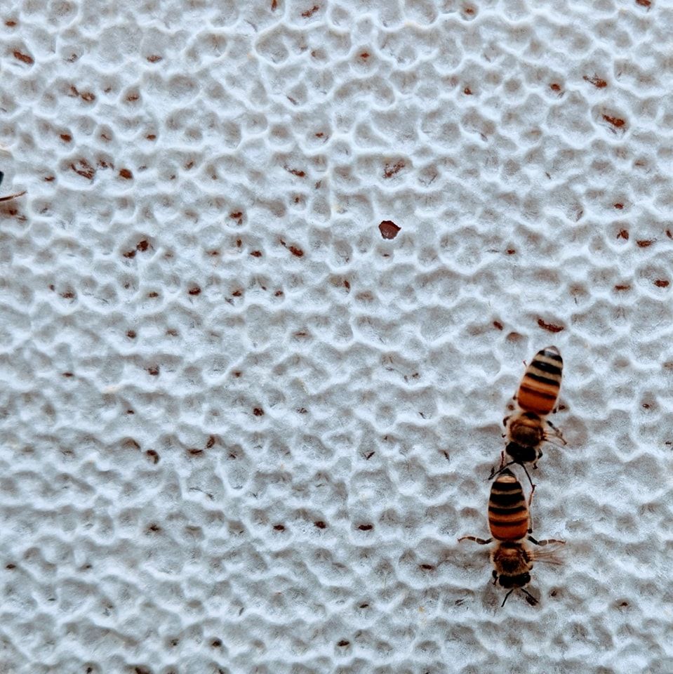 【友蜂農牧】2025春季友善生蜂蜜-福利品【8折】