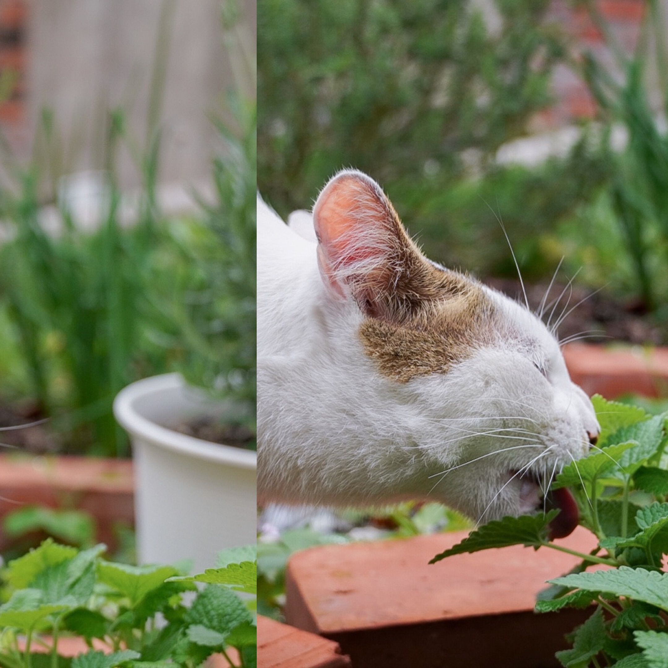 緣份香草🌿貓穗草/白花貓薄荷