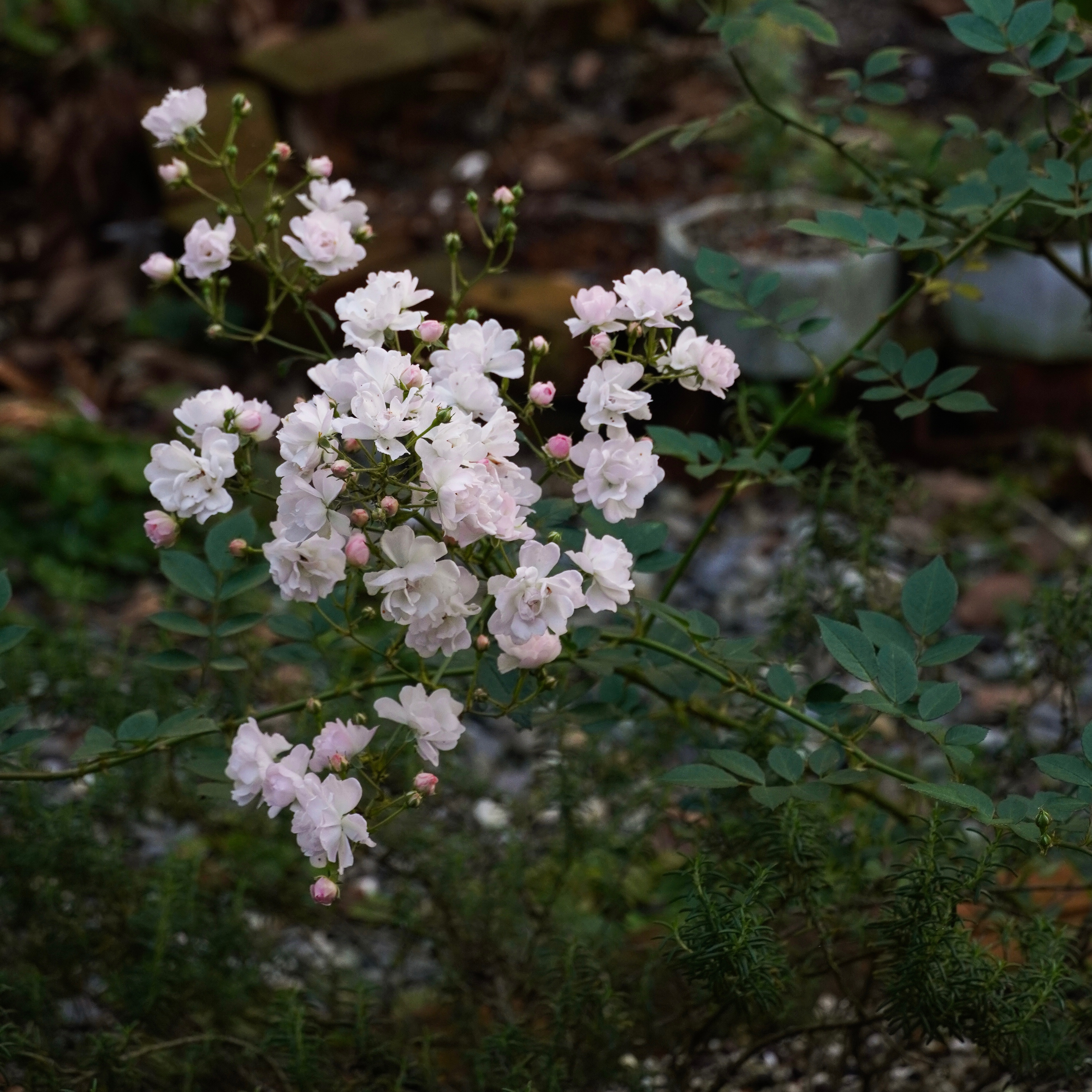 私訊客製皂（賣場下單勿選）