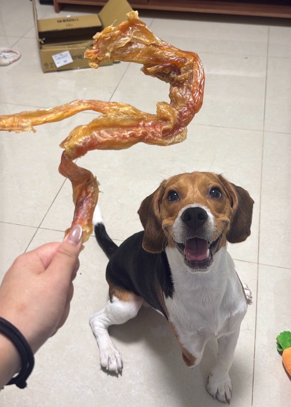 耐咬-牛腳筋（因大小不一，金額採用多退制，隨貨退）