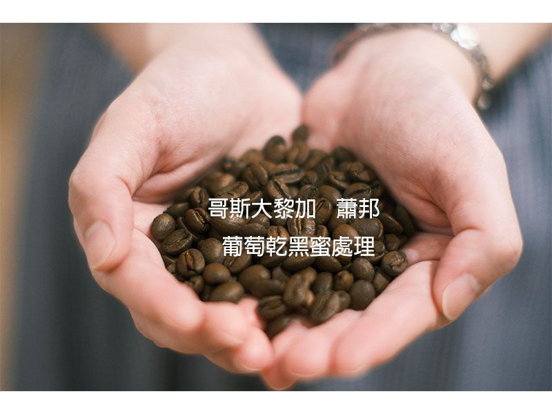 哥斯大黎加 卡內特莊園 蕭邦 葡萄乾黑蜜處理法
