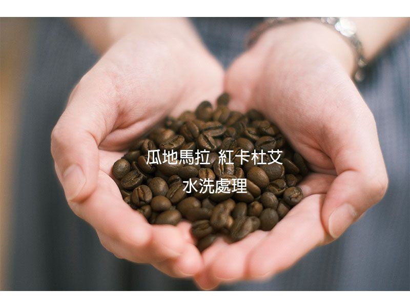 瓜地馬拉 艾茵赫特莊園 紅卡杜艾 水洗處理
