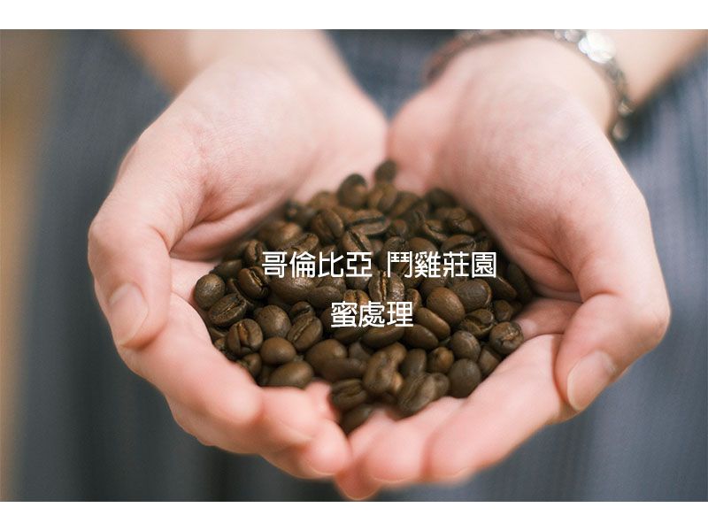 哥倫比亞 鬥雞莊園 蜜處理
