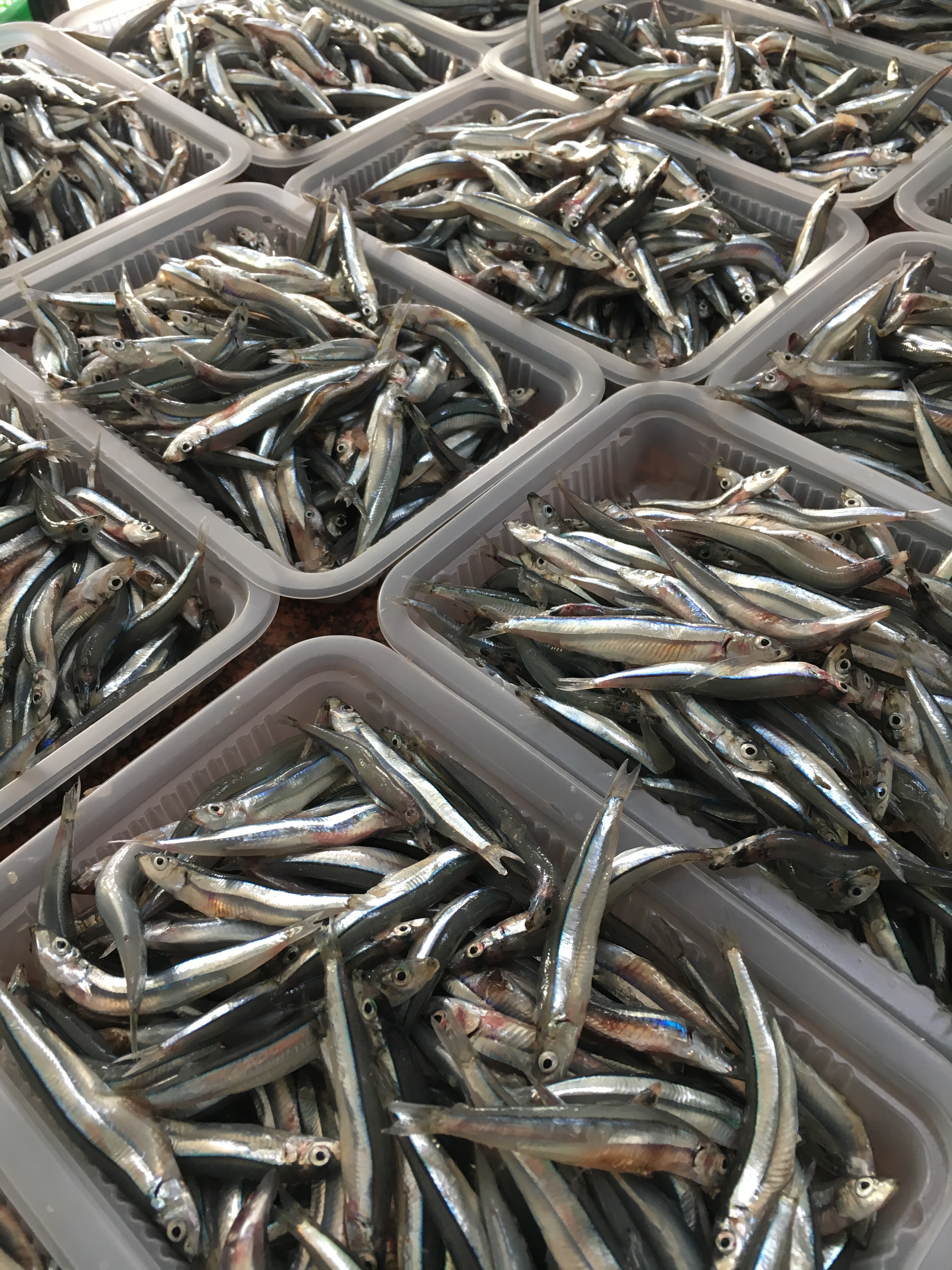 鮮凍丁香魚