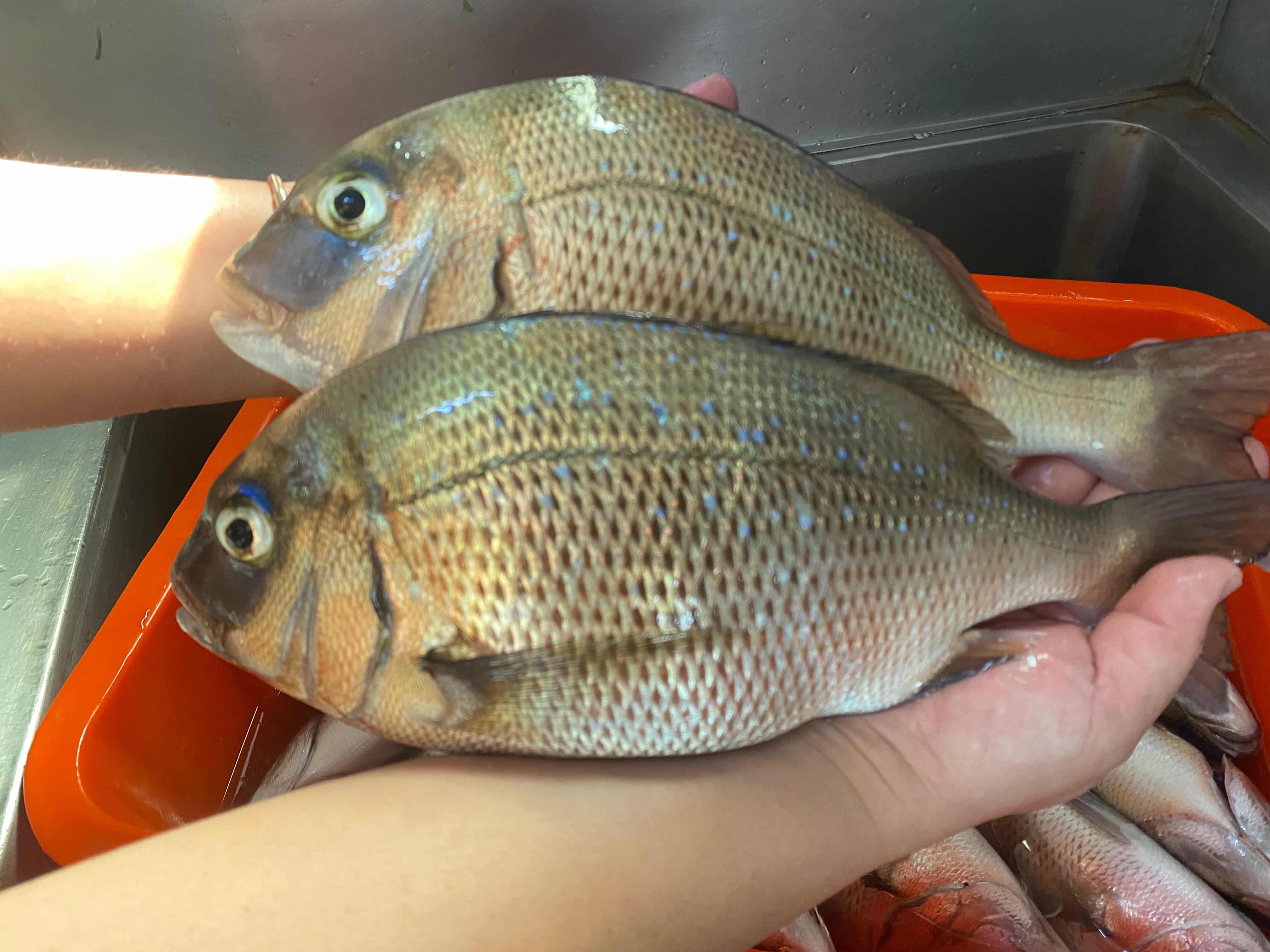 嘉臘魚