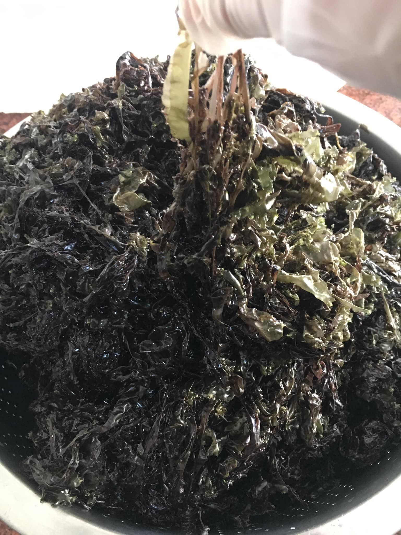 養殖鮮紫菜