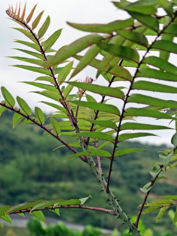 小米刺蔥豬肉
