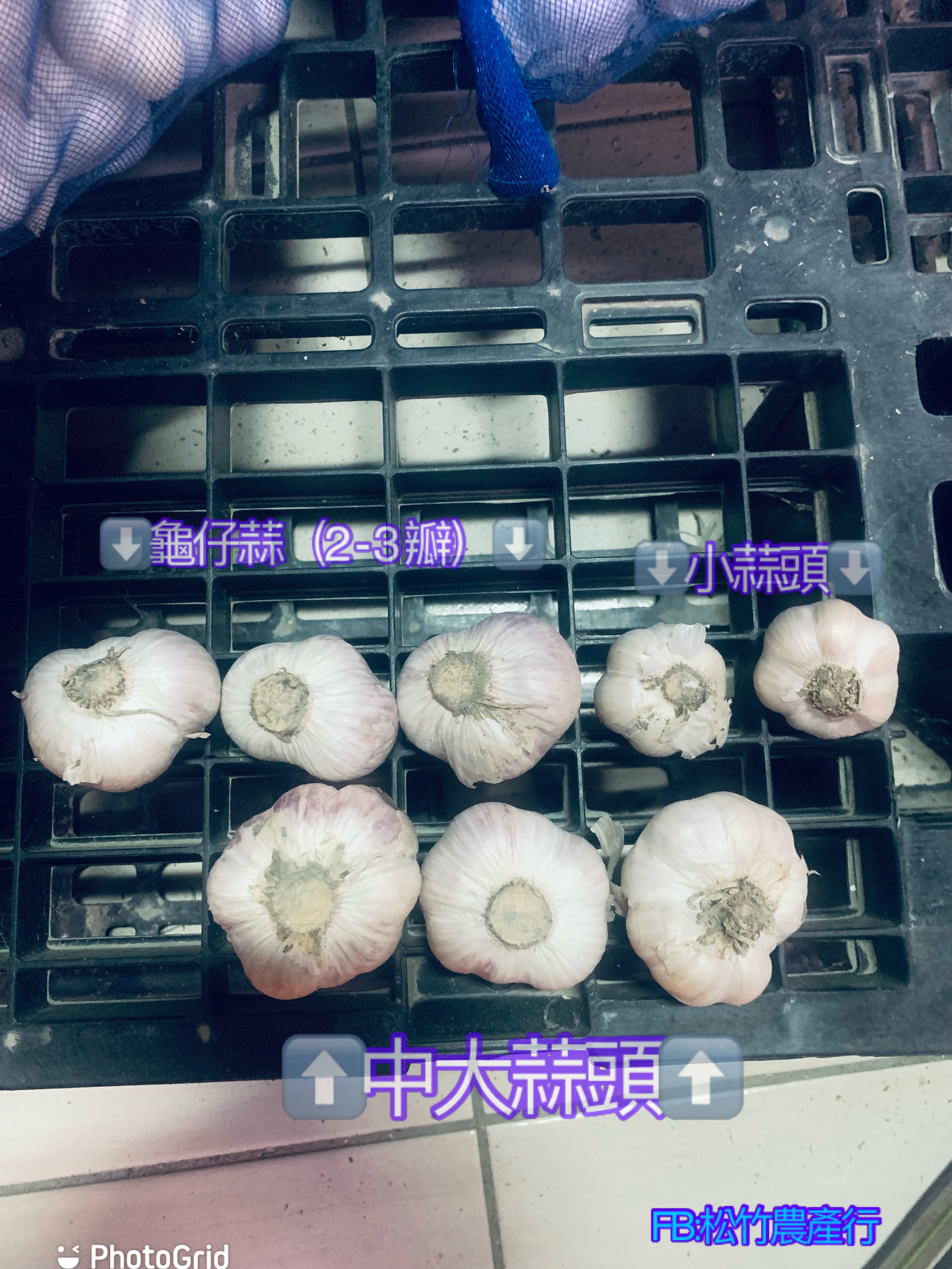 小蒜頭（圖右上）