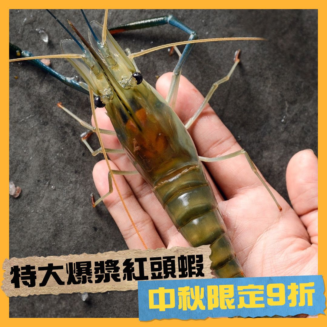 【中秋限定】特大爆漿紅頭蝦9折優惠 1斤10隻以內